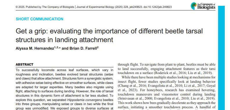 A screenshot of the first page of the PDF of Get a grip: evaluating the importance of different beetle tarsal structures in landing attachment, by  Alyssa M. Hernandez and Brian D. Farrell. The publishing details state: © 2025. Published by The Company of Biologists | Journal of Experimental Biology (2025) 228, jeb249823. doi:10.1242/jeb.249823. The first sentence of the Abstract says, To successfully locomote across leaf surfaces, which vary in roughness and inclination, beetles evolved tarsal structures (setae and claws) that allow attachment.