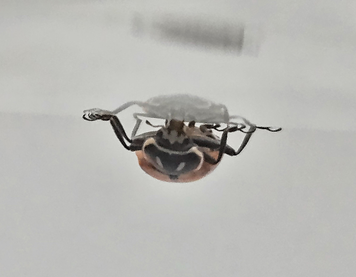 A photo of a convergent lady beetle (Hippodamia convergens) hanging upside down from a piece of smooth plastic. Photo credit: Alyssa Hernandez.