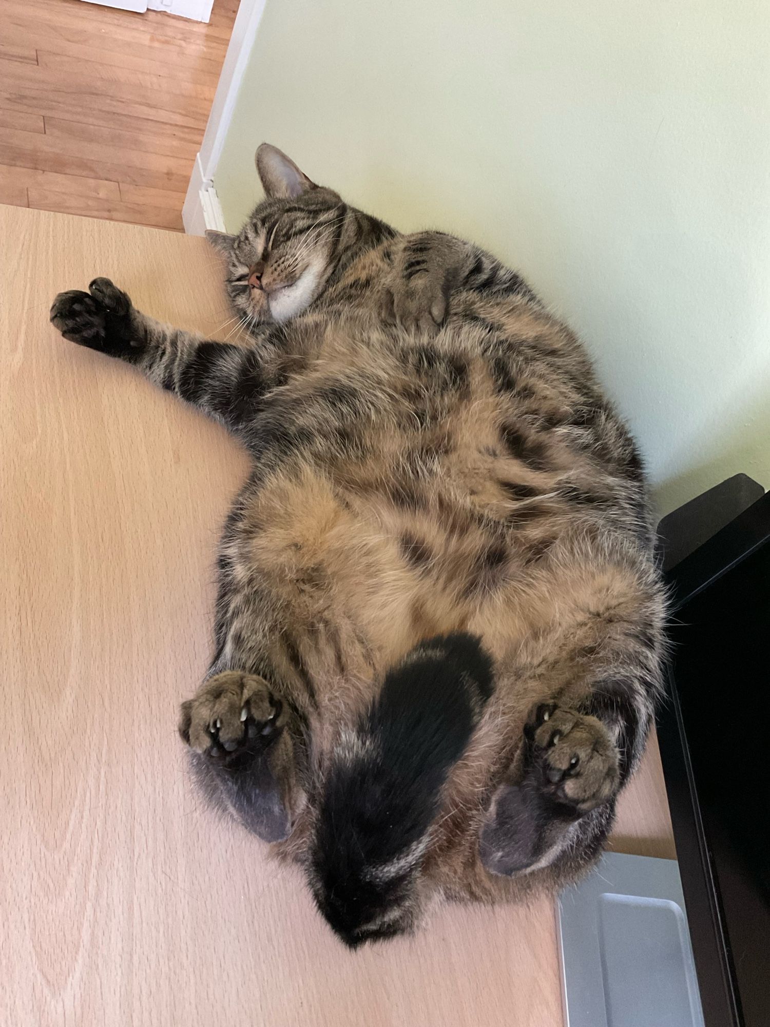 A well fed tabby cat laying on his back on a desk with his tail up between his hind legs, covering his private. #CatsOfBluesky