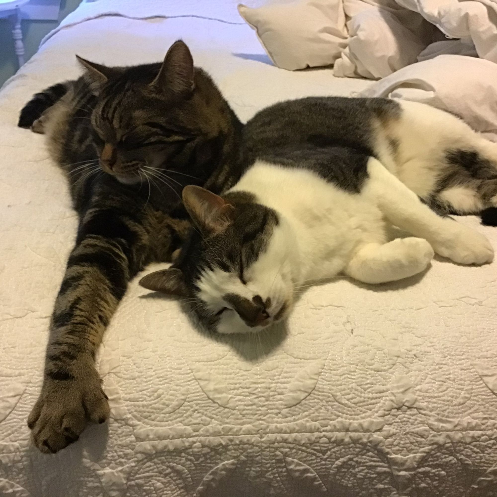 Two cats snuggled together at the corner of a bed