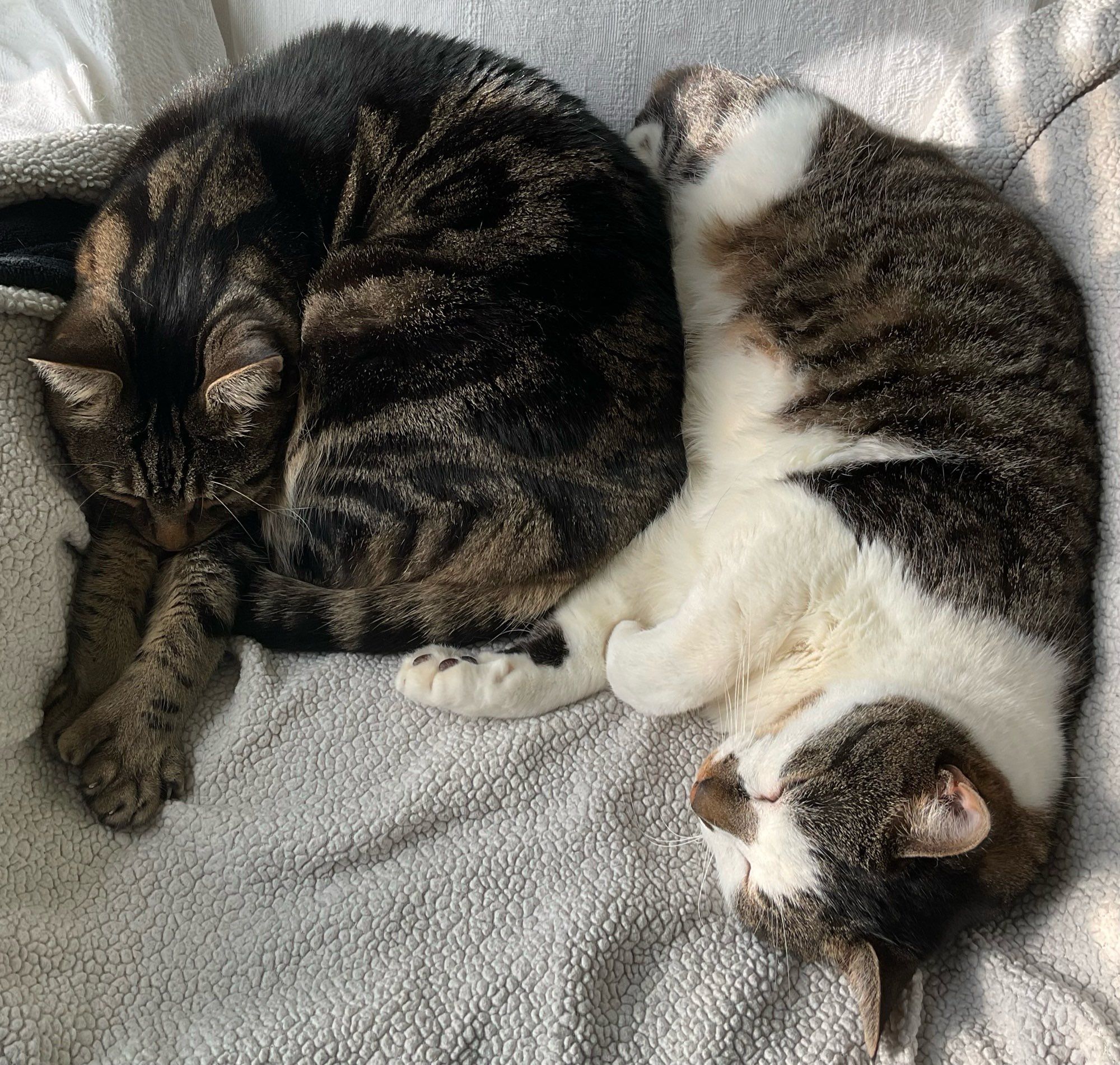 A closeup of two cats sleeping together in a big white armchair. The tabby on the left, Joe, is curled in shrimp position while his brother, Frank, mostly tabby with a white belly, cheeks and forehead, is curled around him. They look particularly domestic. 
#CatsOfBluesky 