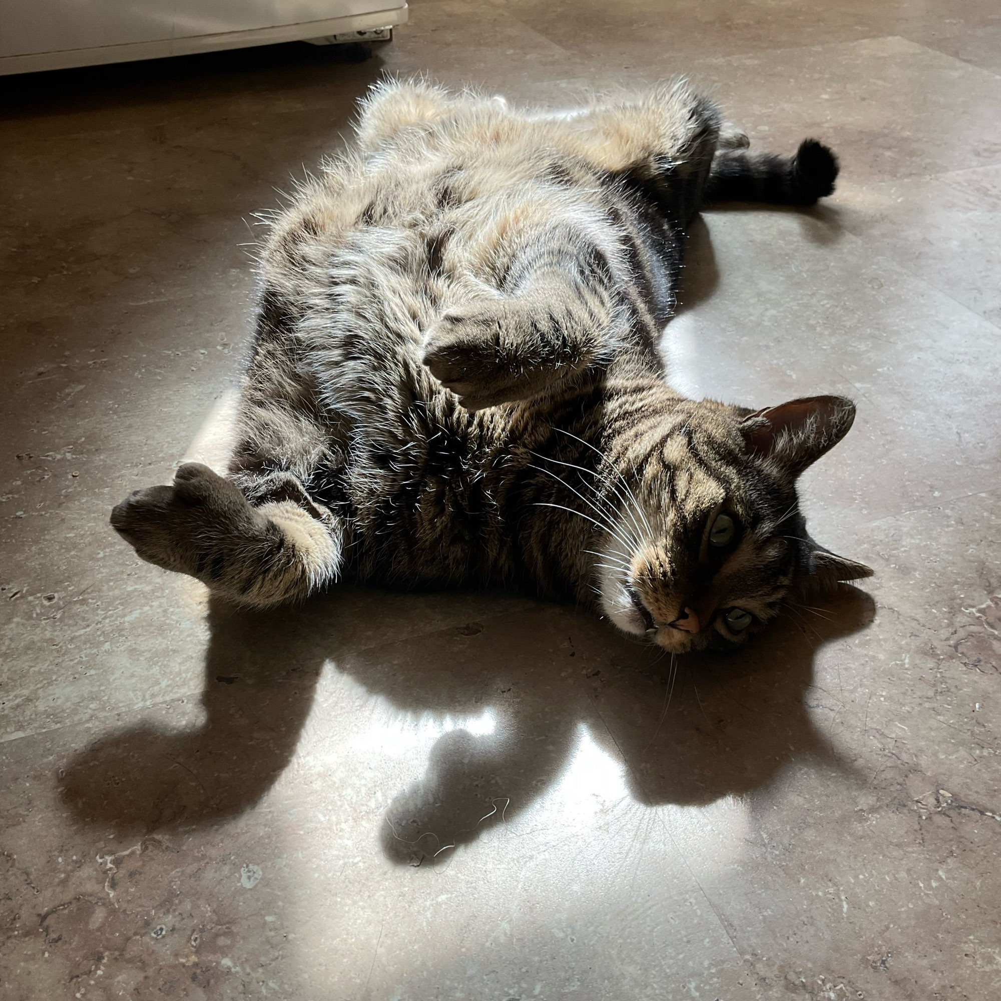 A handsome, fuzzy tabby cat lying on the floor on his back. The shadow of his front paws looks like a cat jumping. #CatsOfBluesky