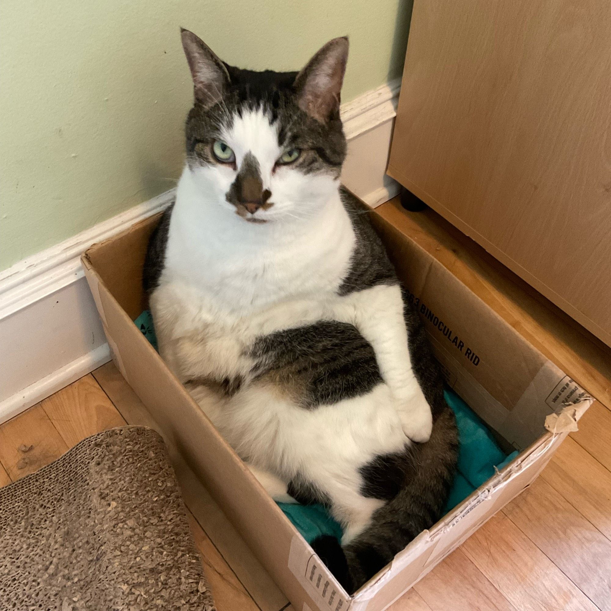 A white and tabby marked cat sitting in a box, looking at the photographer with absolute disdain #CatsOfBluesky