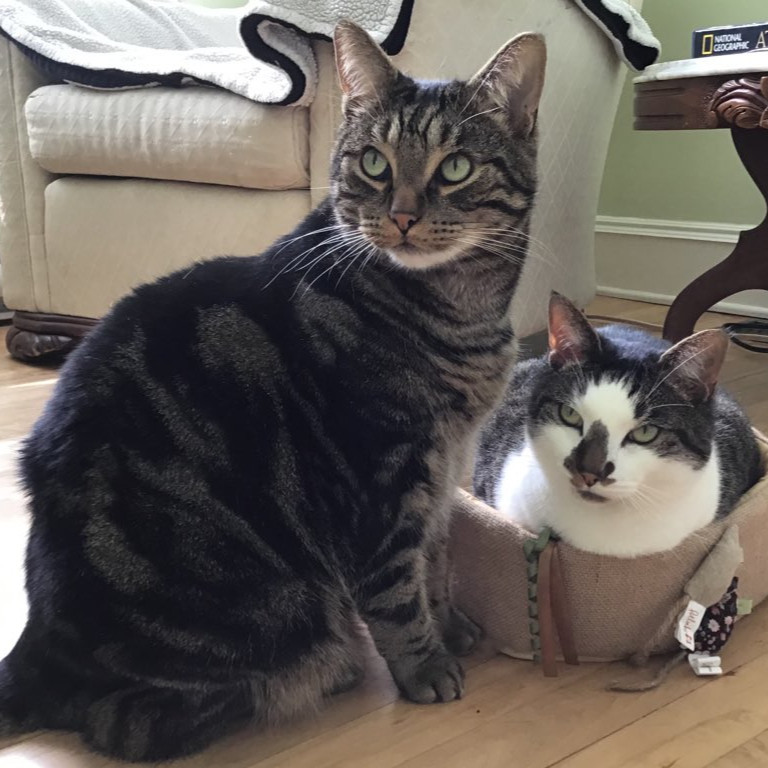 Two cats, litter mates, sitting next to each other. The full tabby cat is sitting upright on a hardwood floor and the partial tabby with a white face and neck is loafing next to him in his favourite cat basket. Their eyes and ears are alert and in synch, looking at something off camera. 
#CatsOfBluesky