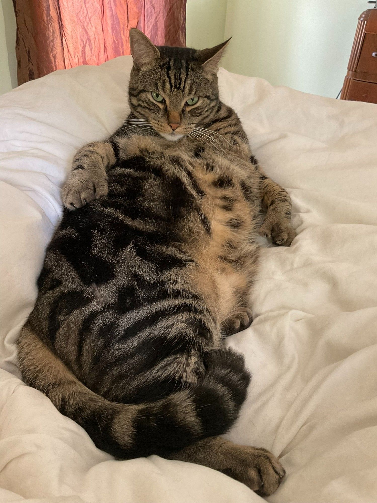 A handsome tabby cat lying on white bedding. He's sprawled on his side, propped up by an elbow, with a fat polydactyl paw resting on his hip area. He's looking directly into the camera with his fluffy belly exposed. Someone will be temped to respond with "paint me like one of your French girls" because his pose is a bit like the sketches in the movie "Titanic"
#CatsOfBluesky