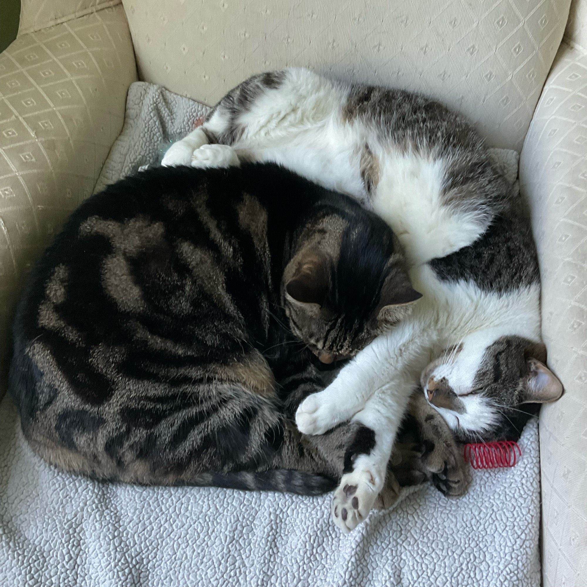 Two cats snuggled together on a large armchair #CatsOfBluesky