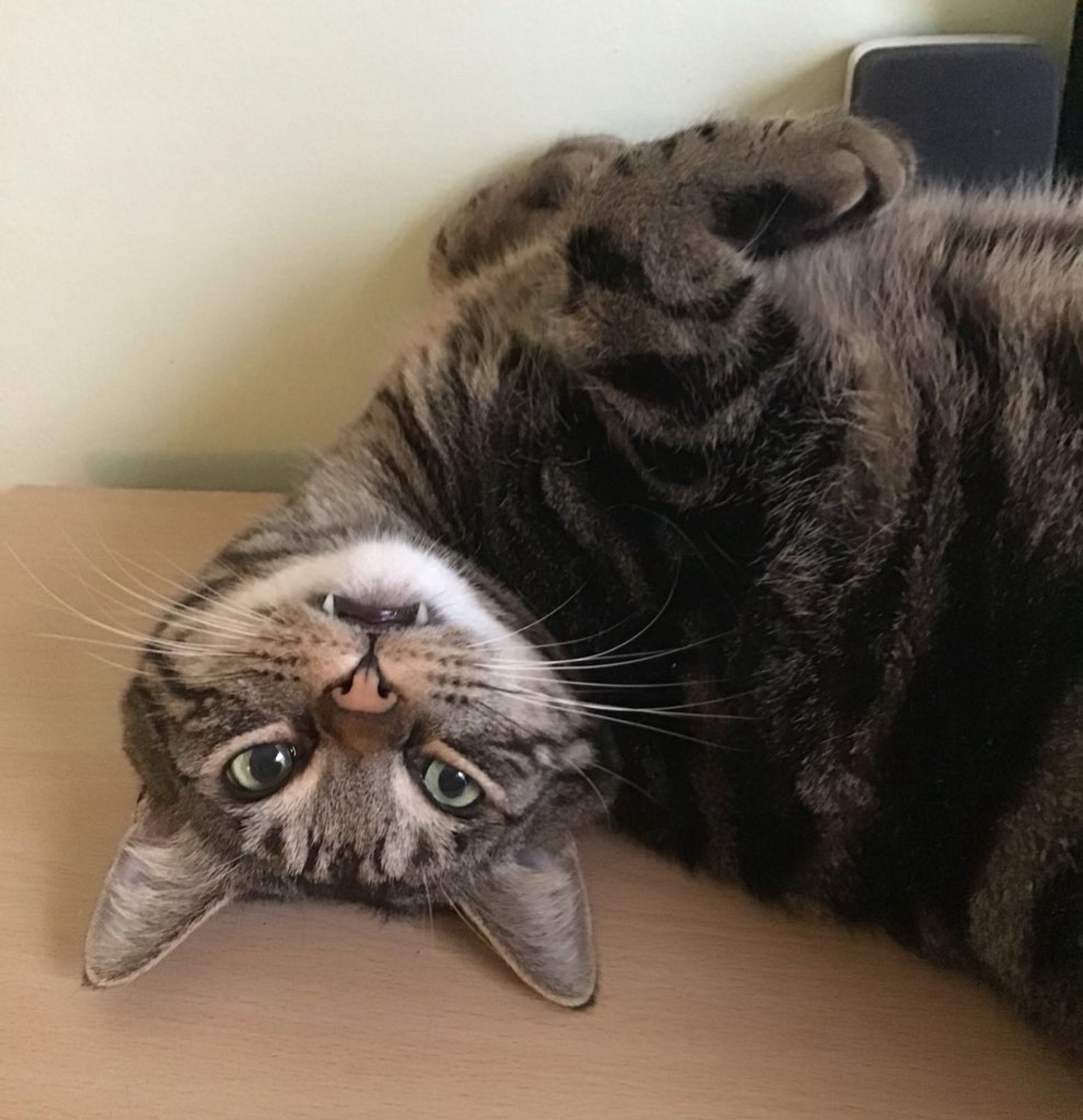 A closeup of a tabby cat lying on a desk. His face is upside down and his fangs are dangling contentedly. #CatsOfBluesky #FangsOfContentment