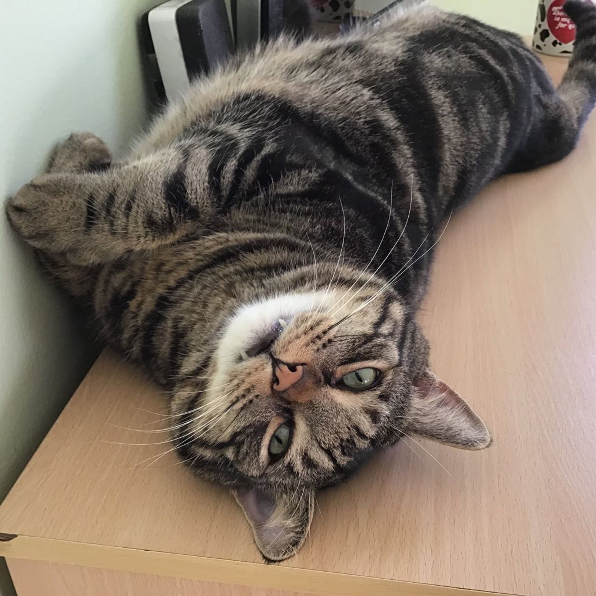 A closeup of a tabby cat lying on his back on a desk. He's looking into the camera and his upper fangs are dangling contentedly. #CatsOfBluesky