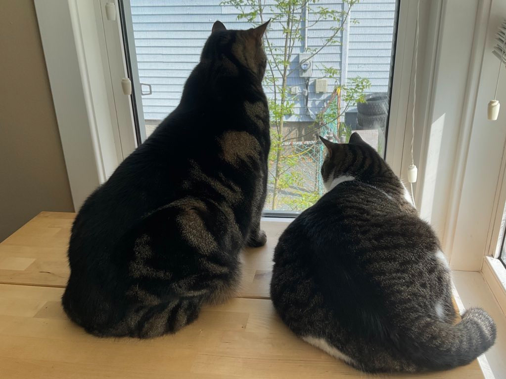 Two nosy cats sitting in a window, completely engrossed in whatever it is the neighbours are up to #catsOfBluesky