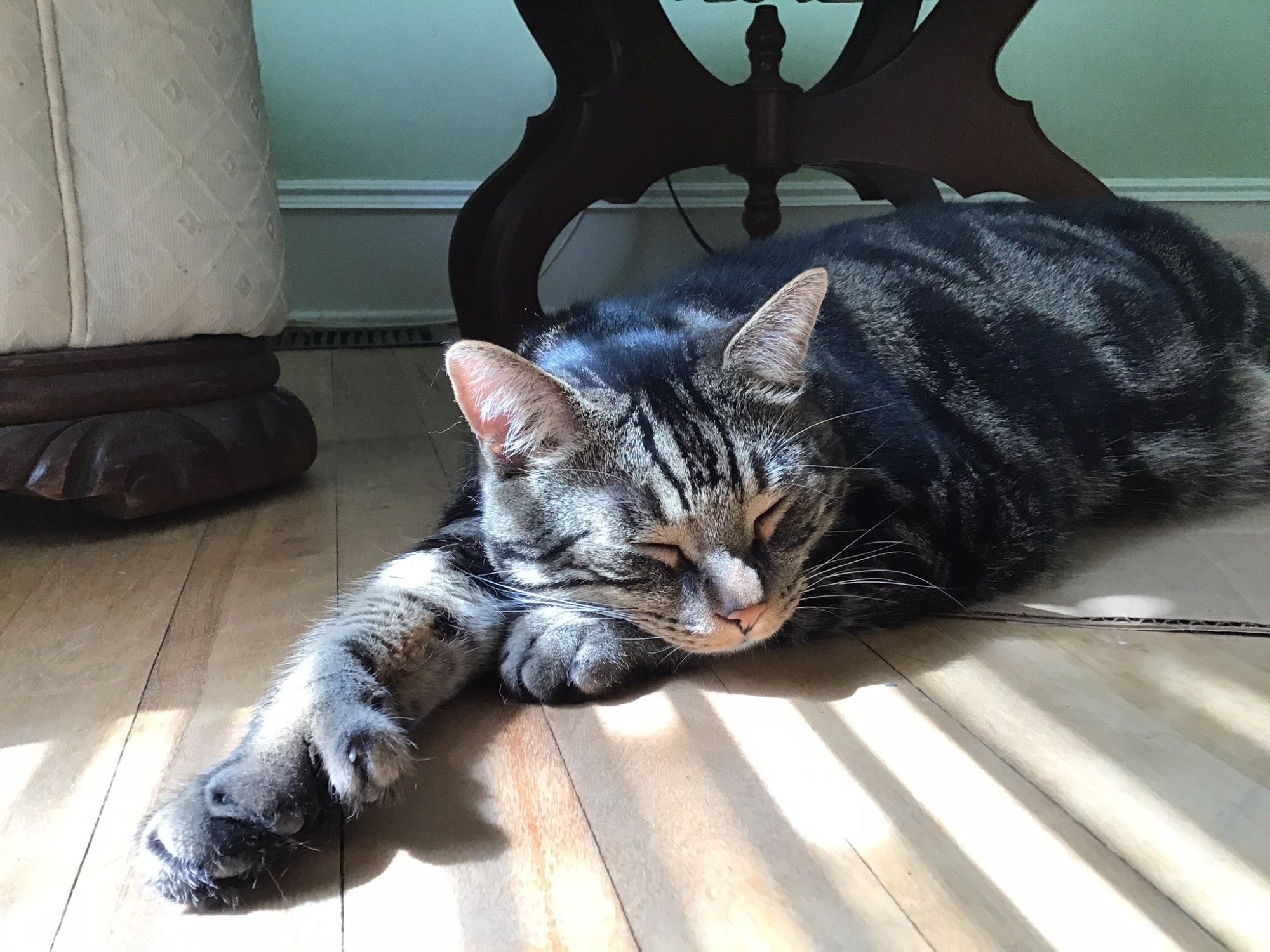 A tabby cat sleeping in a sun puddle. There are shadows caused by a blind in the foreground and the shadows cover one of his big polydactyl paws. His chin rests over his other forepaw, his sleek looking body is in the background. #CatsOfBluesky