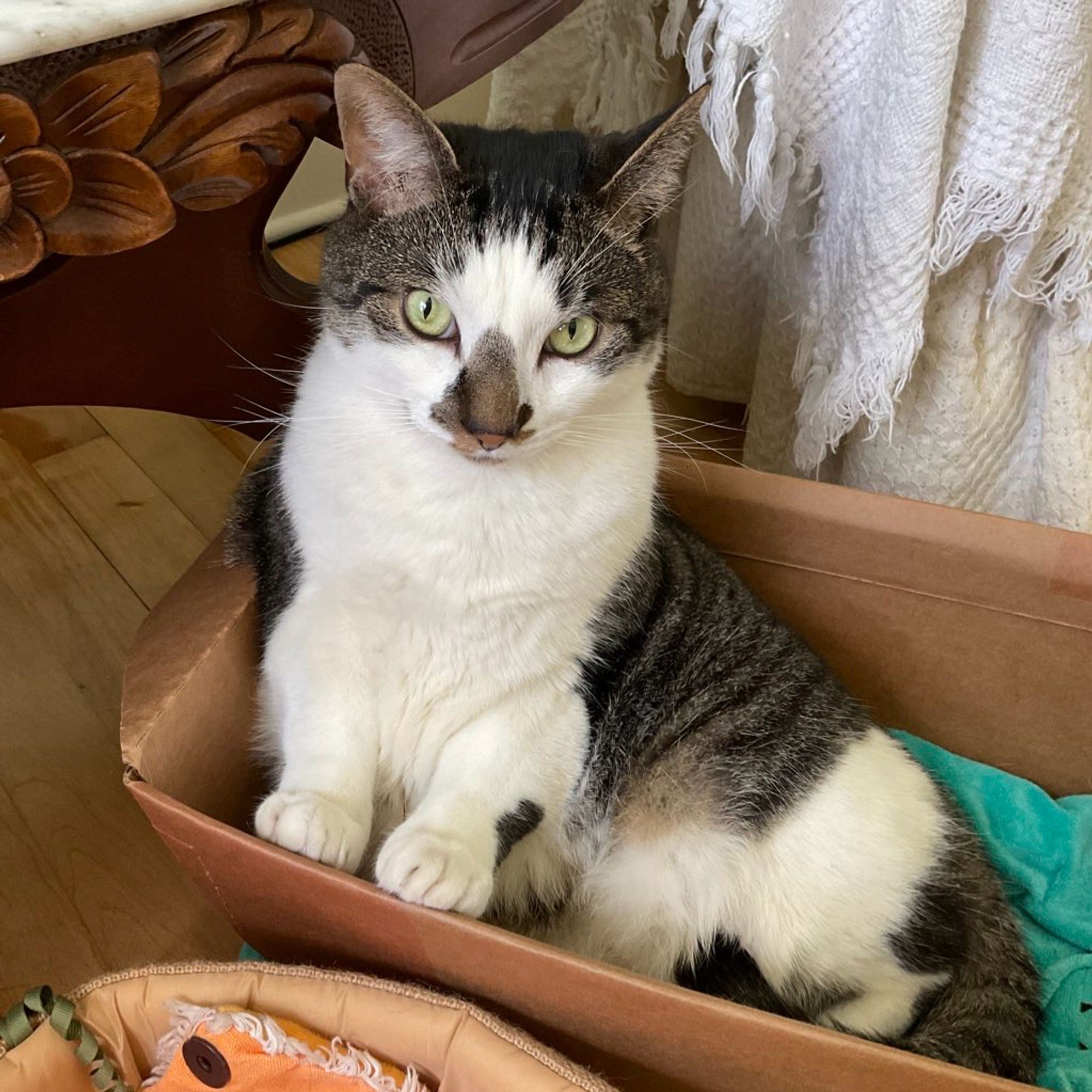 A handsome white with tabby stripes cat, sitting neatly in a box. He has two white paws daintily resting on the box’s side and he’s looking up at the camera. #CatsOfBluesky #CatBoxSunday