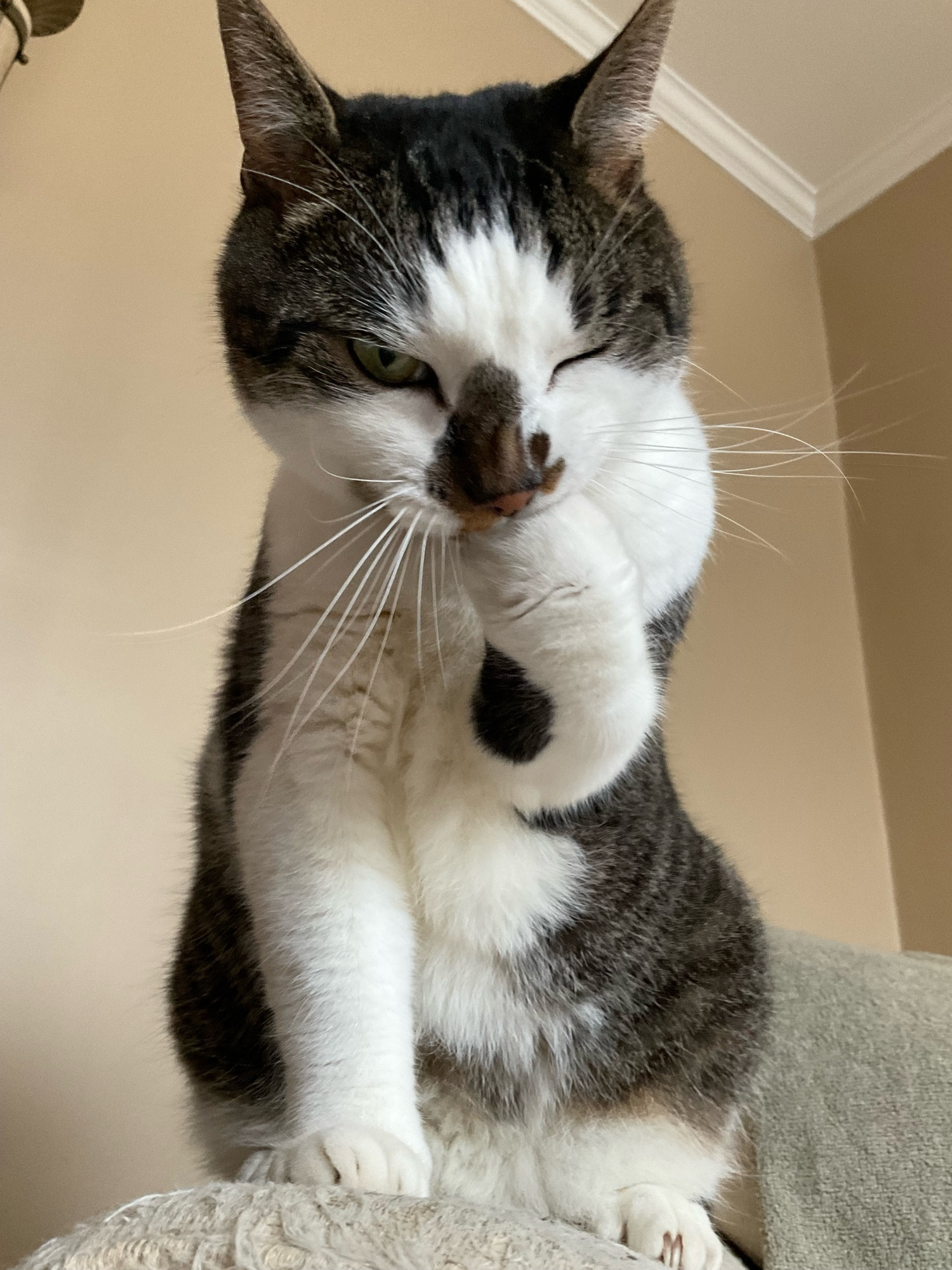 A cat, with a white front and tabby striped back and forehead, sitting up on the arm of a big chair. He’s got a paw stuffed into his mouth for cleaning and he’s looking down at the camera, winking. 
#CatsOfBluesky 