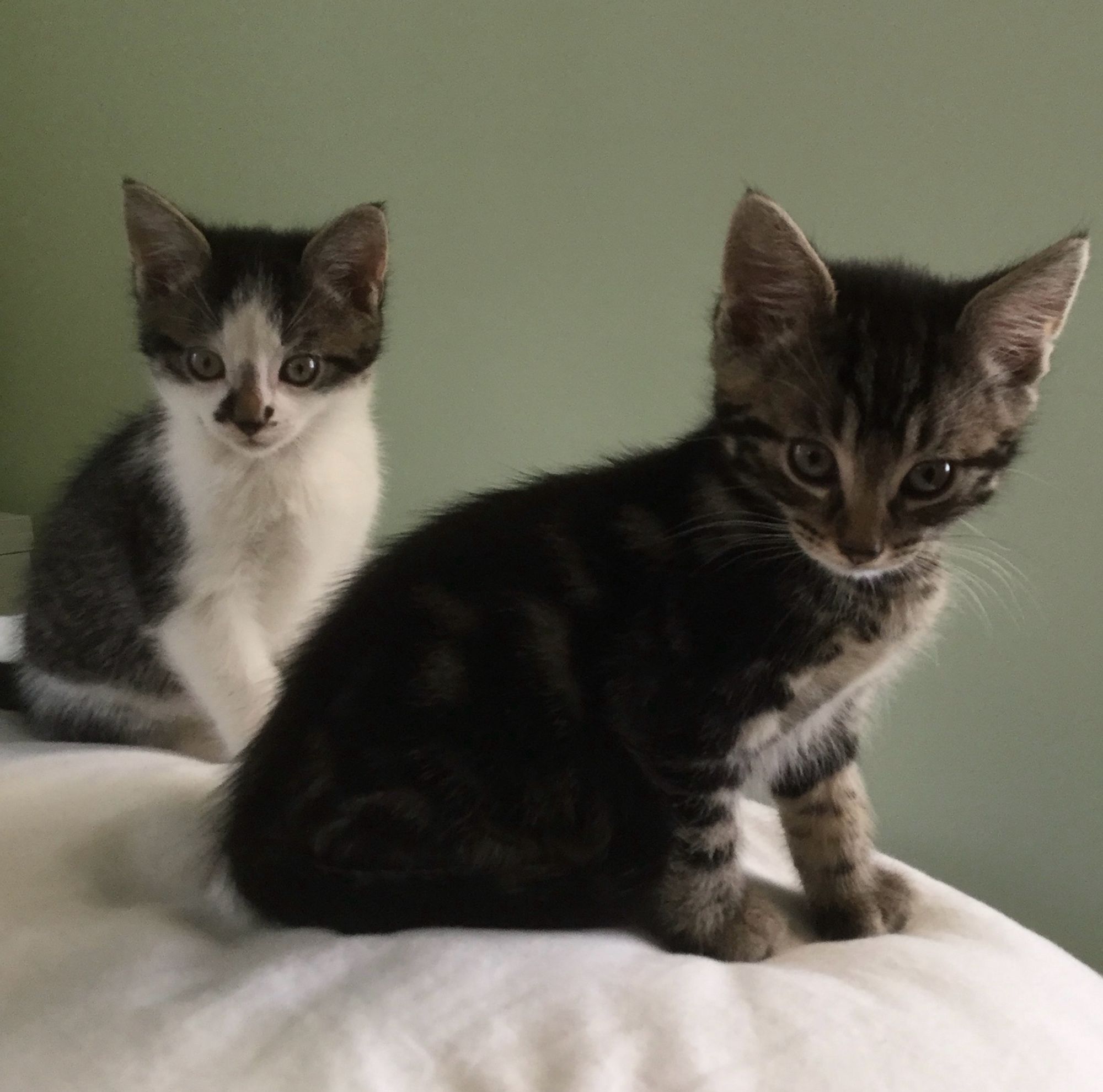 Two very small kittens, not even five weeks old, sitting together on a white bed.