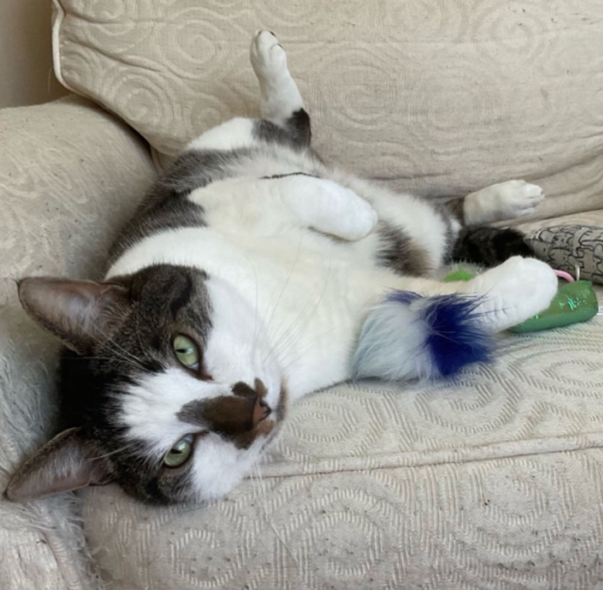 A handsome cat, mostly white with some tabby stripe blotches looking into the camera. He’s on his back on a big white armchair, surrounded by toys.
#CatsOfBluesky