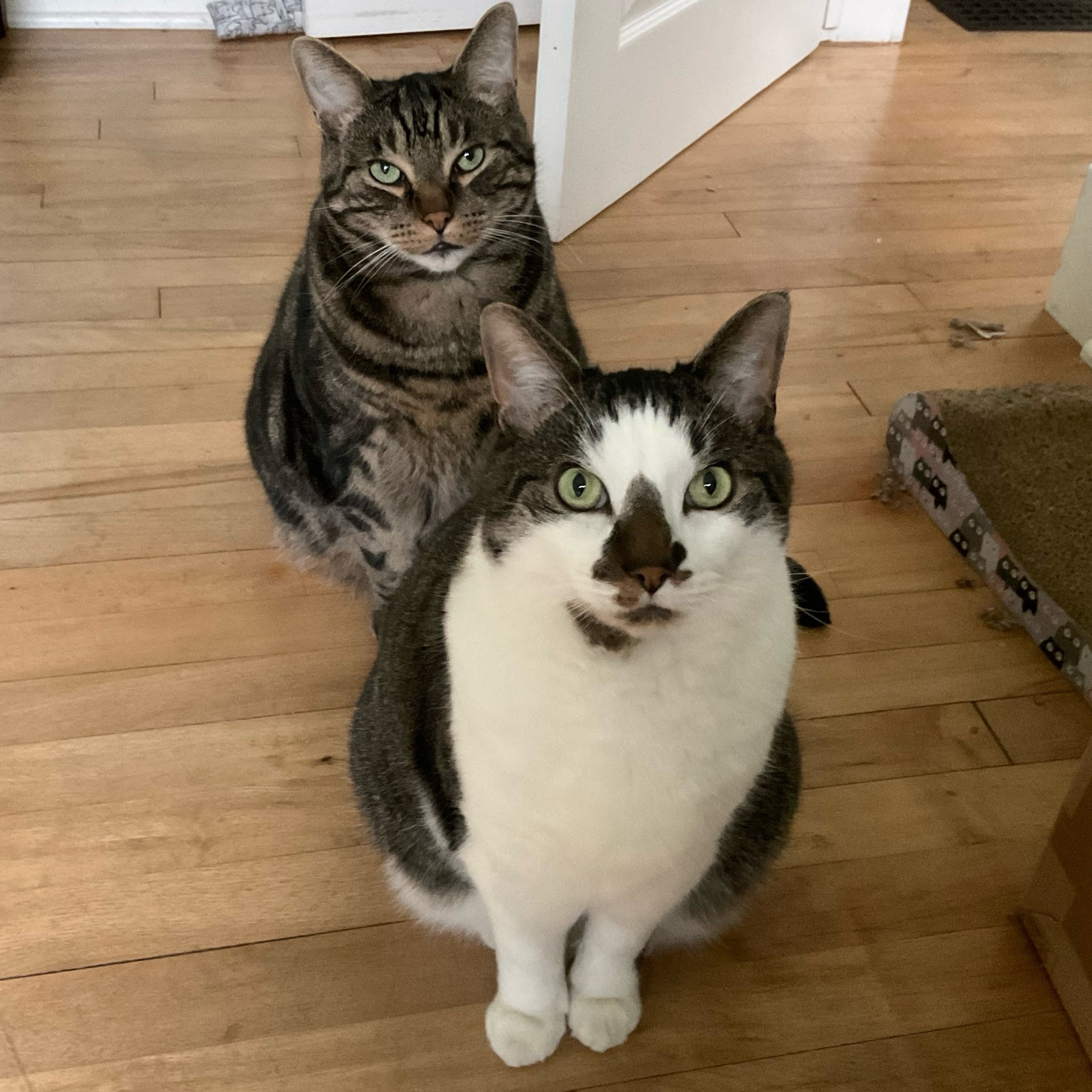 Two cats, litter mates, sitting in a row on a hardwood floor. Frankie, the cat in front, is white in front with tabby stripes on his back and forehead, and he has a Christmas tree shaped splotch on his nose. Joe is the tabby cat in back.
They’re both looking up into the camera expectantly.
#CatsOfBluesky 