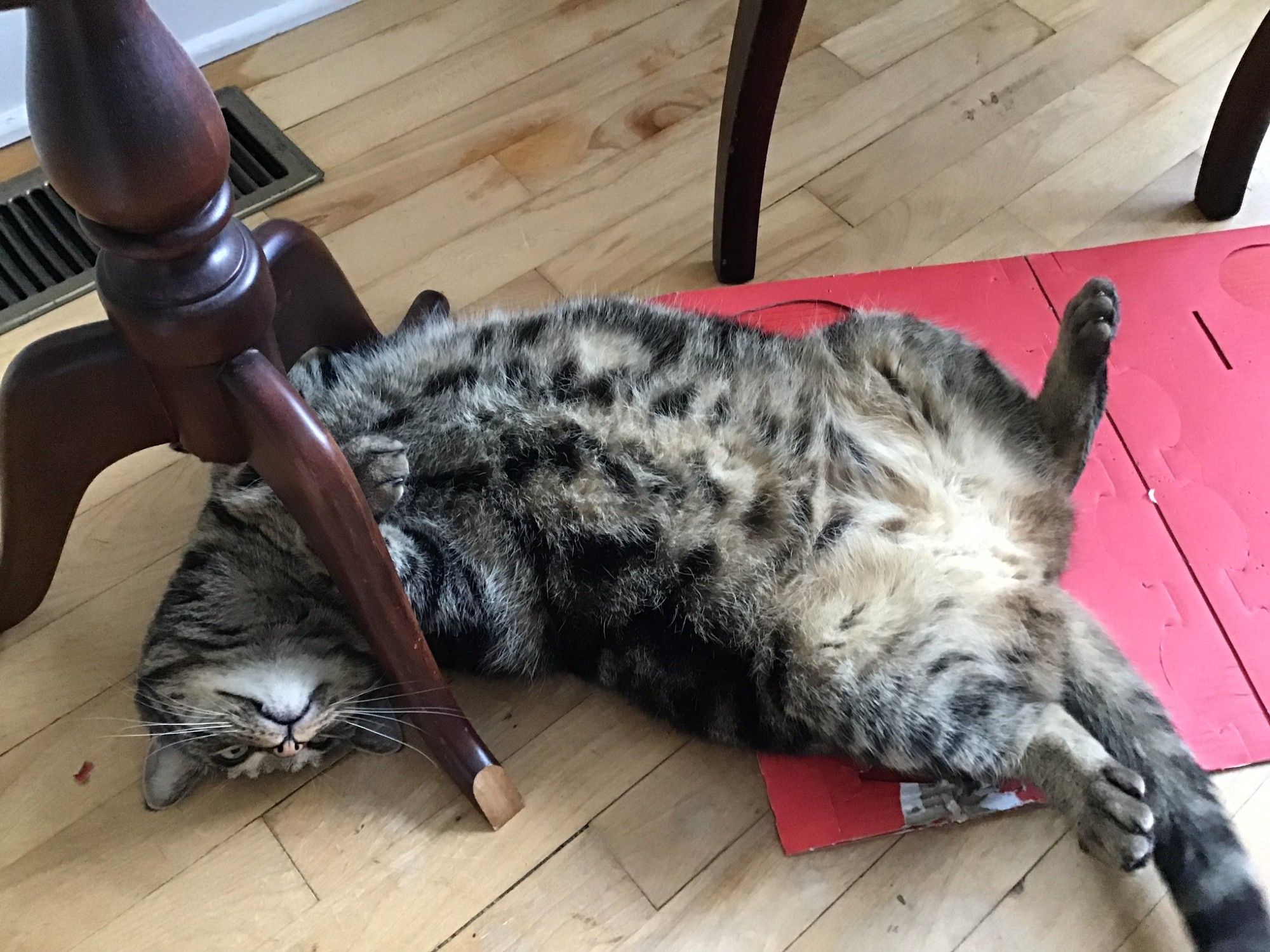 An silly looking picture of a tabby cat, highlighting his well rounded belly. He's lying on his back with his head under a table, one of which's legs is broken. His back end is on an old piece of red cardboard, packaging from glassware, with his hind legs splayed. It's just a couple of steps back from the previous picture, but a whole different vibe.