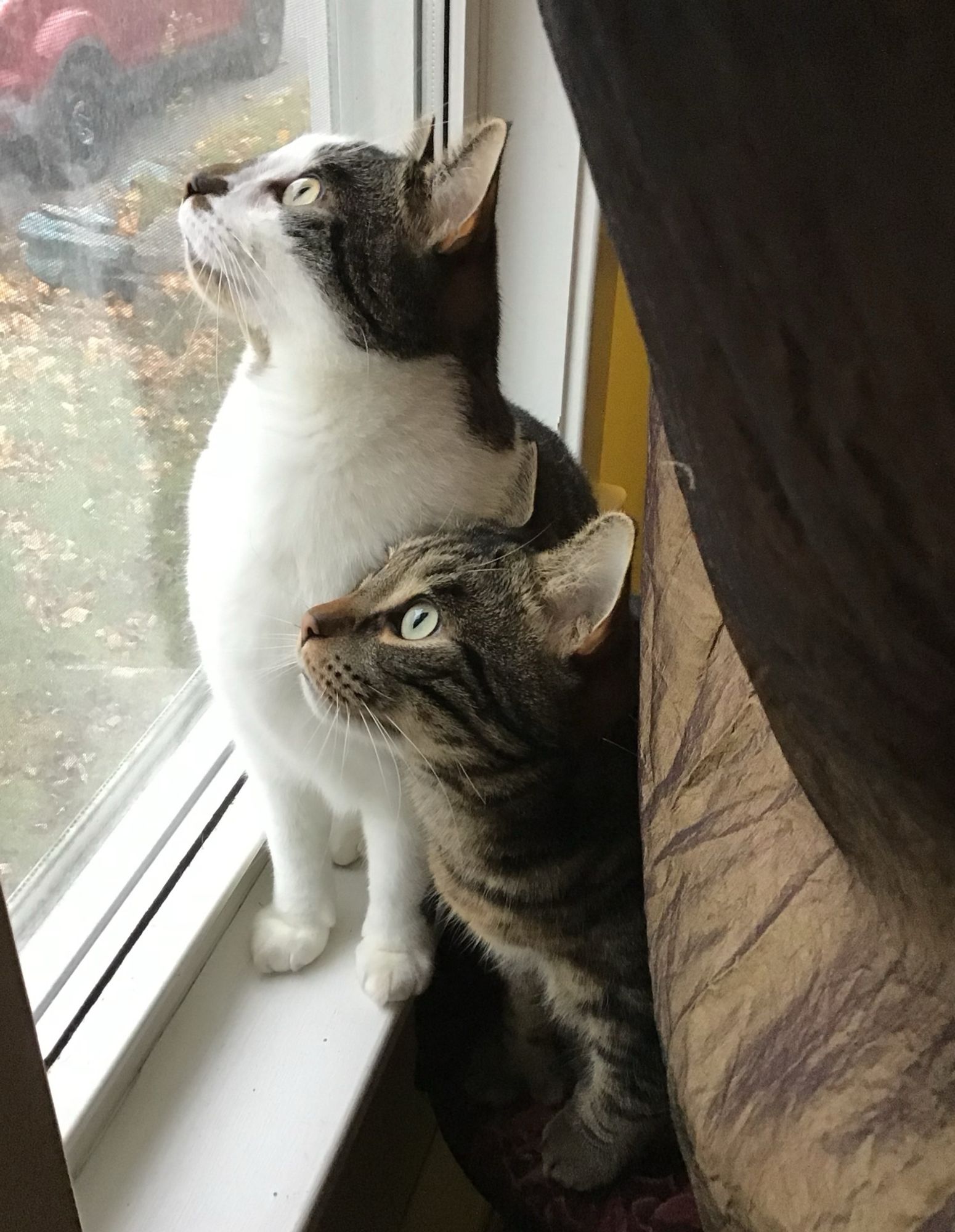 Two cats sitting together in a window, staring out with rapt attention. #CatsOfBluesky