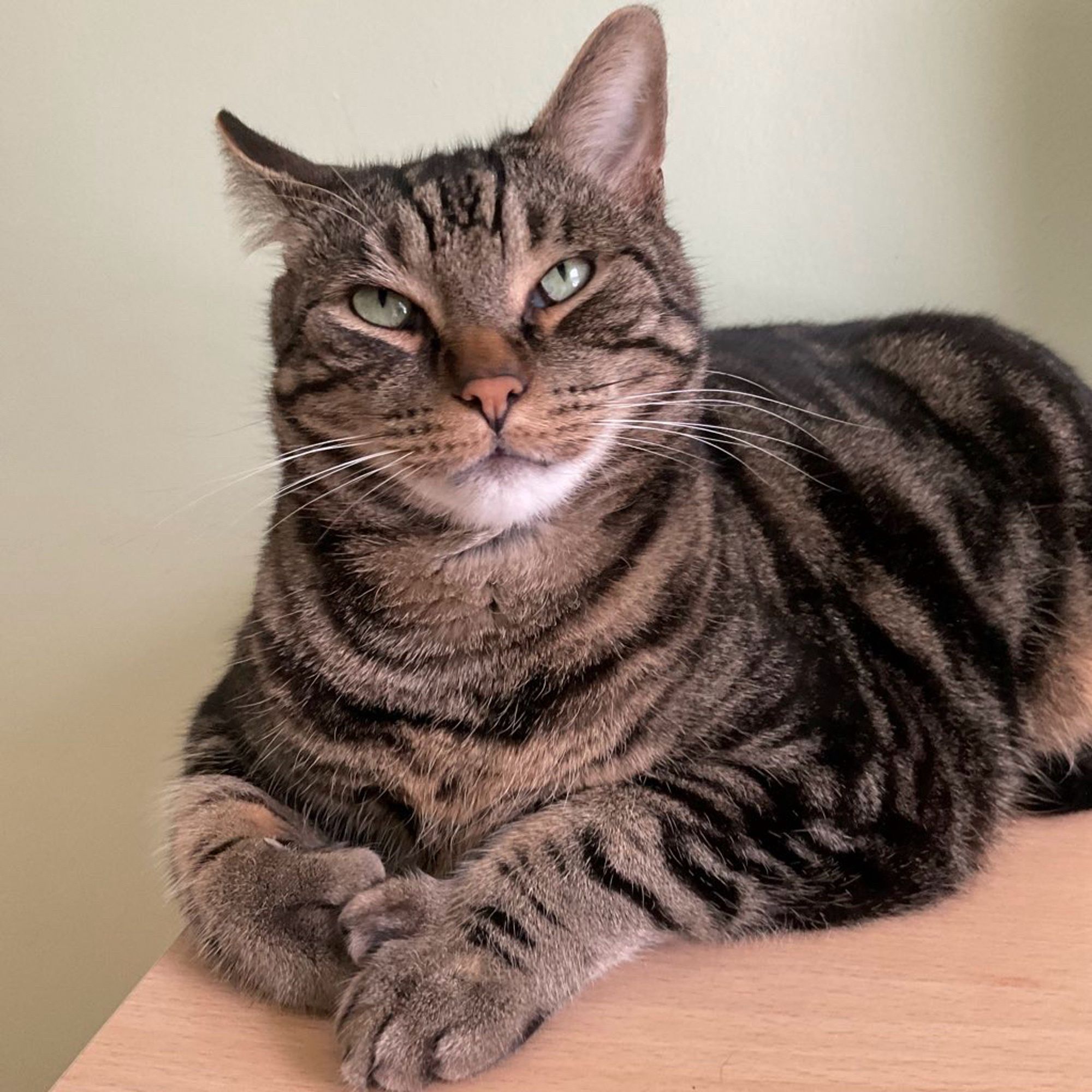 A handsome tabby cat sitting on a desk. His polydactyl paws are crossed neatly in front of him and his ears showing impatience. He looks like he’s rolling his eyes. 
#CatsOfBluesky