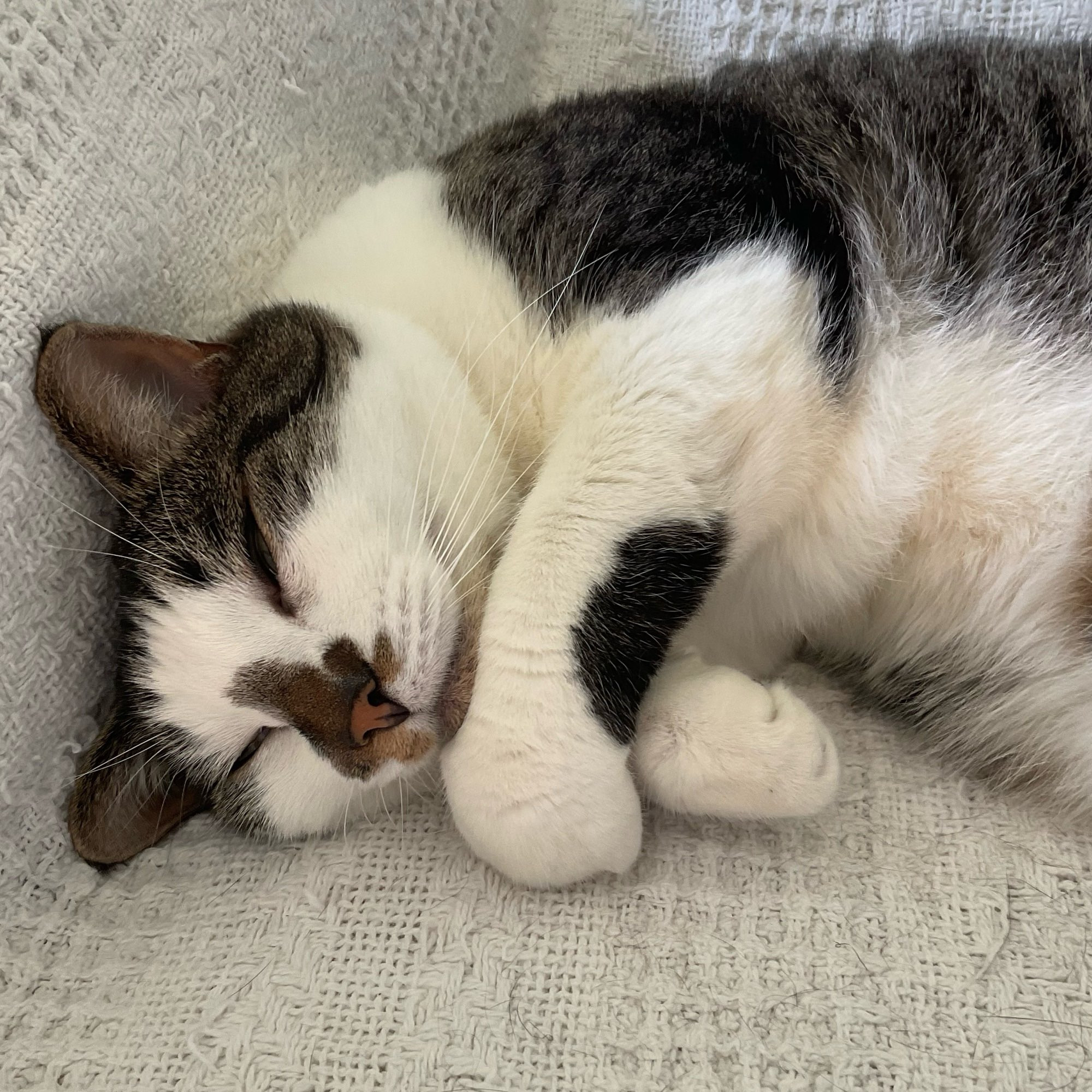 A closeup of a sleeping cat, Frankie, on a white blanket. His front is mostly white with tabby stripes on his back and forehead, and a brown splotch on his nose and a black patch near his elbow. He’s on his side with his paws tucked under his chin. He looks cute and a little bit goofy.
#CatsOfBluesky 