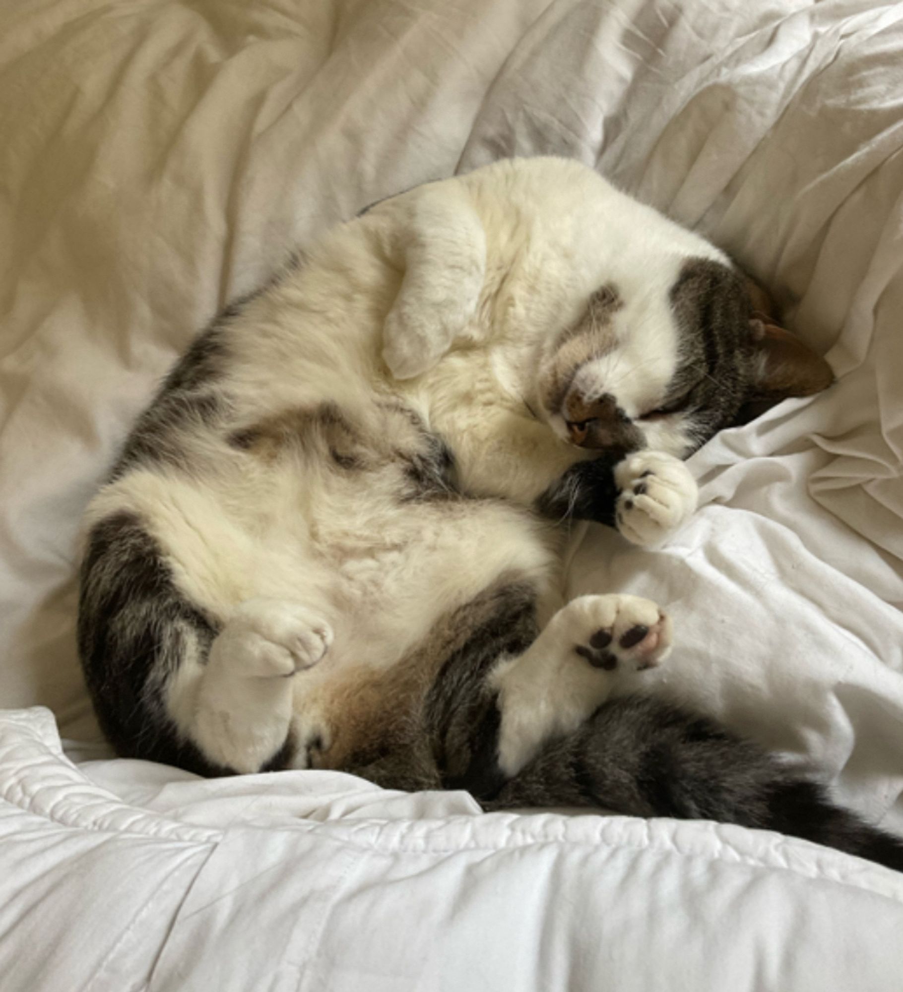 A fluffy kitty cat, mostly white with some tabby stripes, sleeping curled up on his back. #CatsOfBluesky