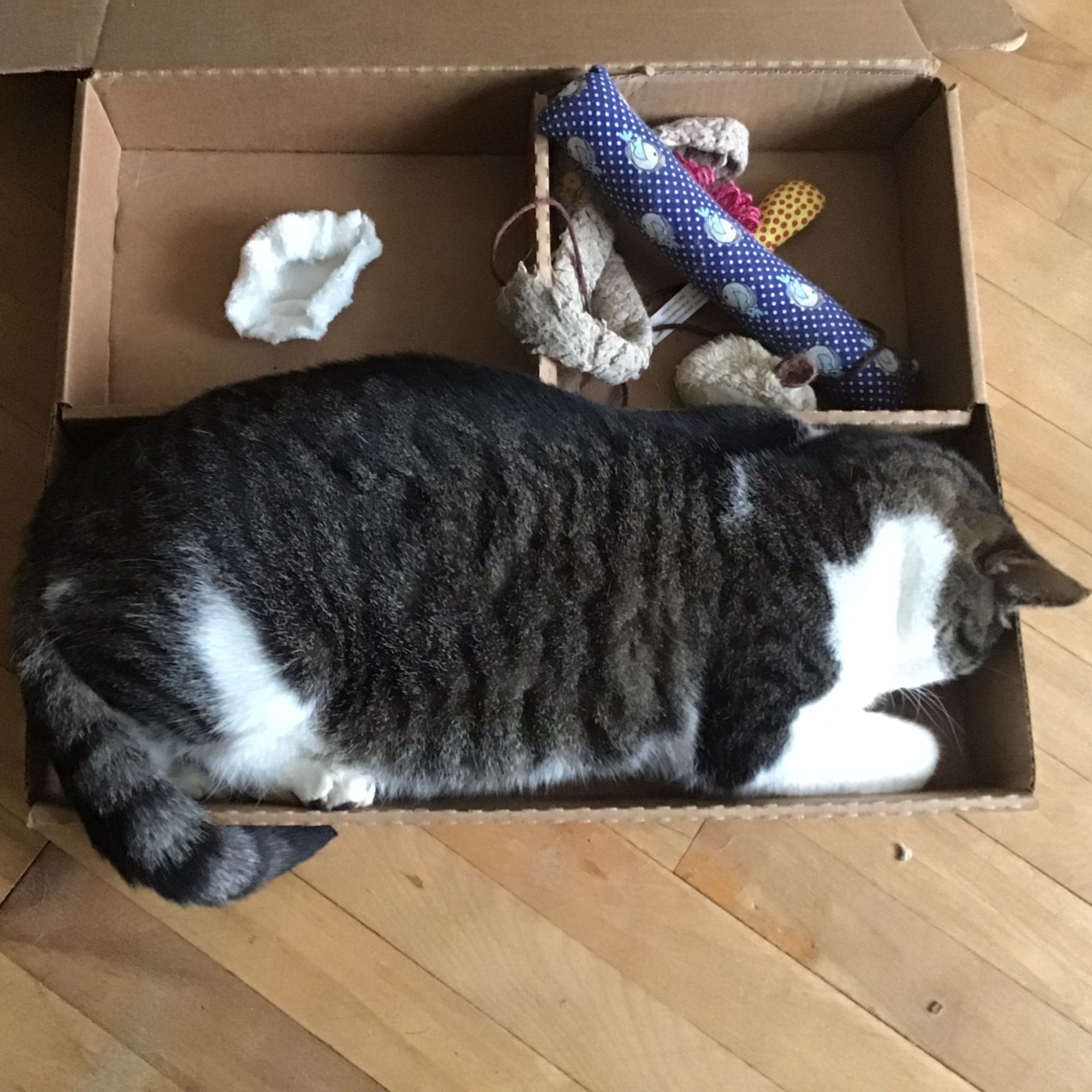 A compartmentalised box with a large cat sleeping in one compartment, assorted cat toys filling another and a single piece of crumpled garbage in the third compartment. #CatsOfBluesky