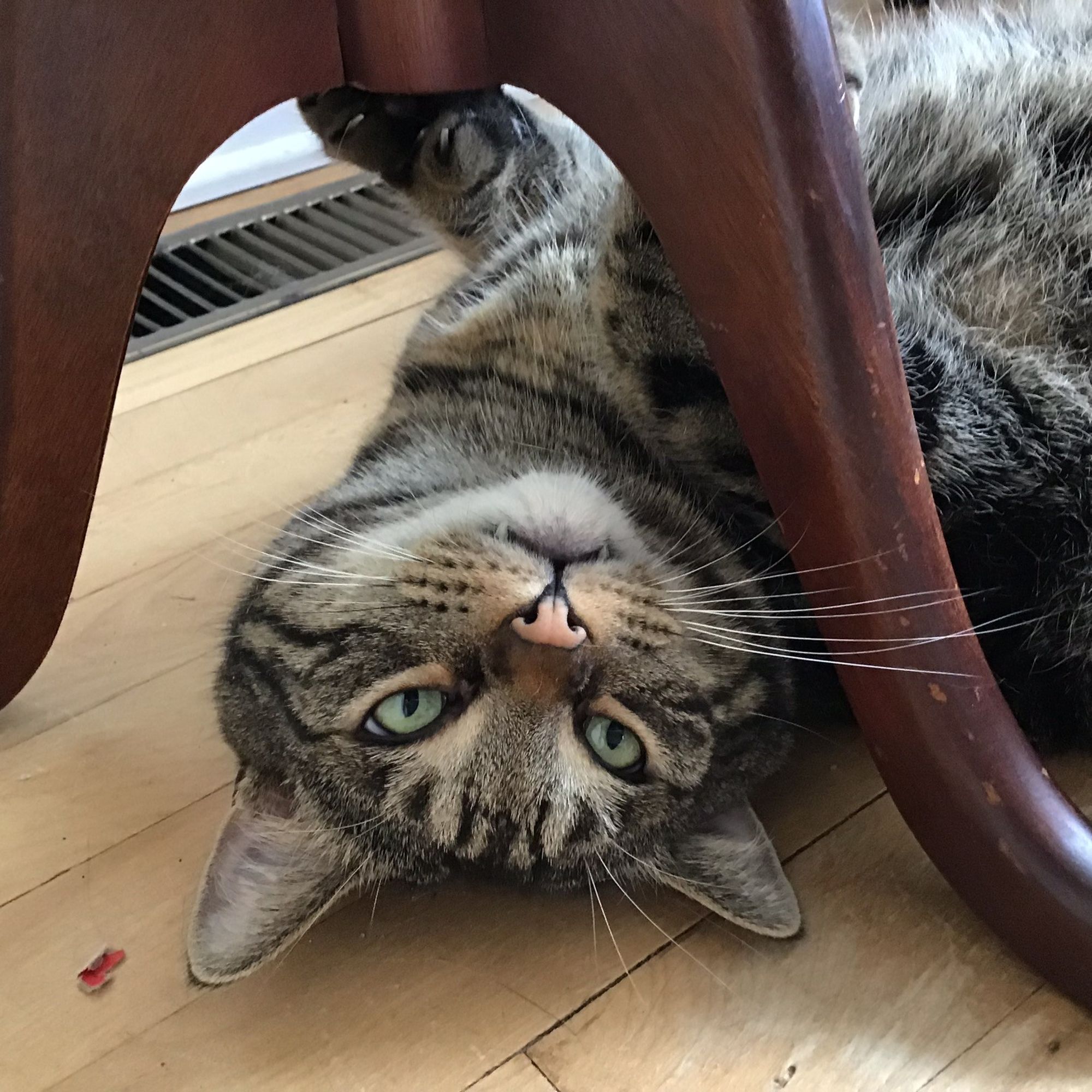 A closeup of a beautiful tabby cat. He looks relaxed with his face framed by the wooden legs of a small table that he's resting under. A perfect glamour shot.