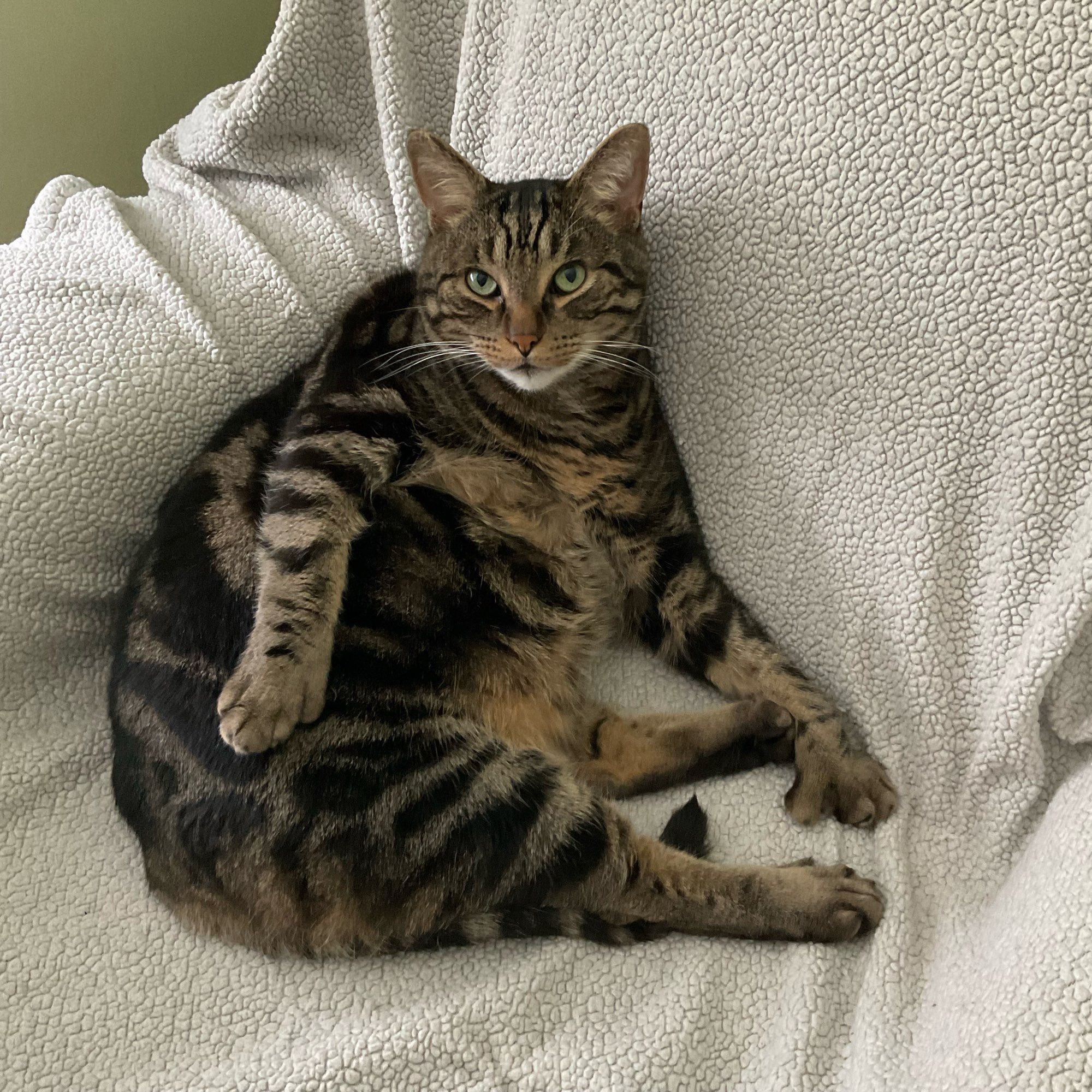 A tabby cat sitting slumped in a big chair #CatsOfBluesky