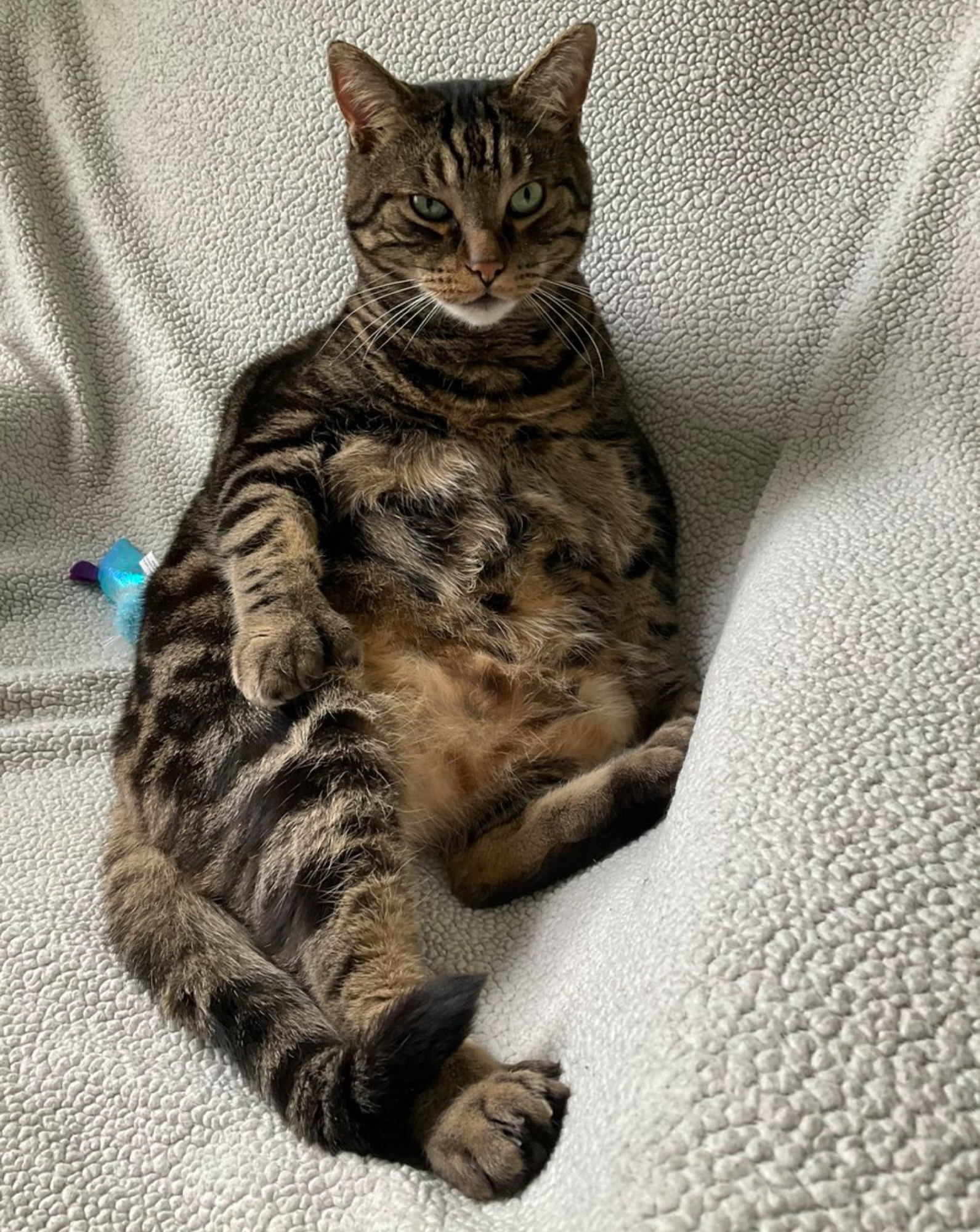 A handsome tabby cat sitting human style in a big white armchair. He’s looking towards the camera with an annoyed expression and he’s got his fat polydactyl paw resting on his thigh.
#CatsOfBluesky 