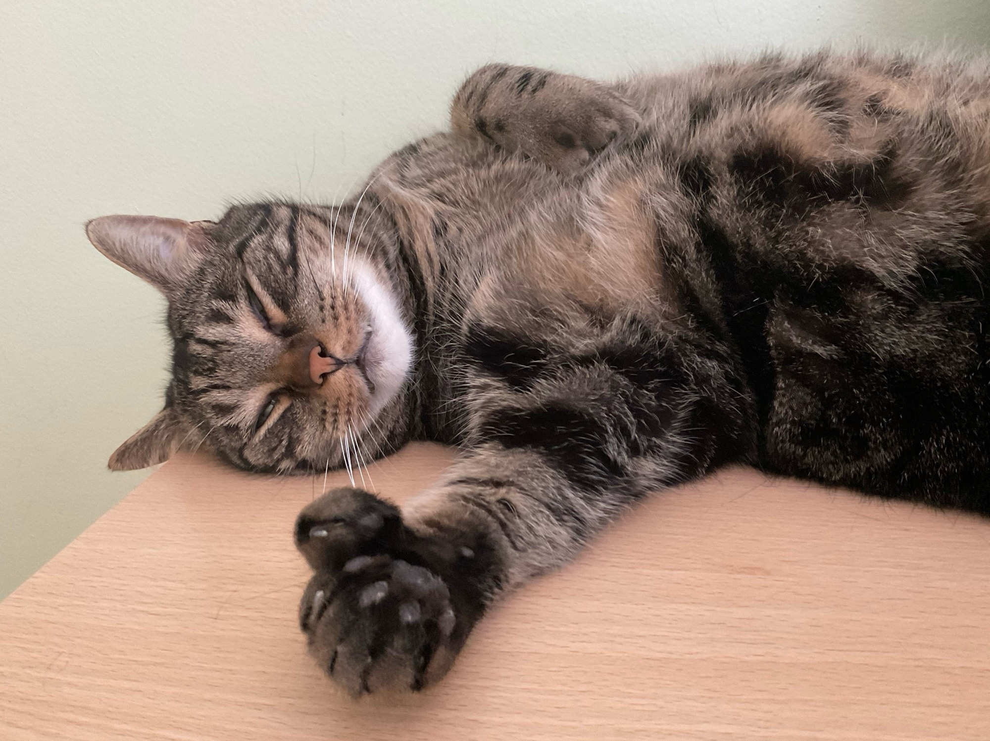 Joey, a handsome tabby cat, lying on his back on a desk. As usual, he has one fat polydactyl paw on his chest and another reaching out toward the camera. His eyes are slit and he’s as relaxed as a cat can get. 
#CatsOfBluesky