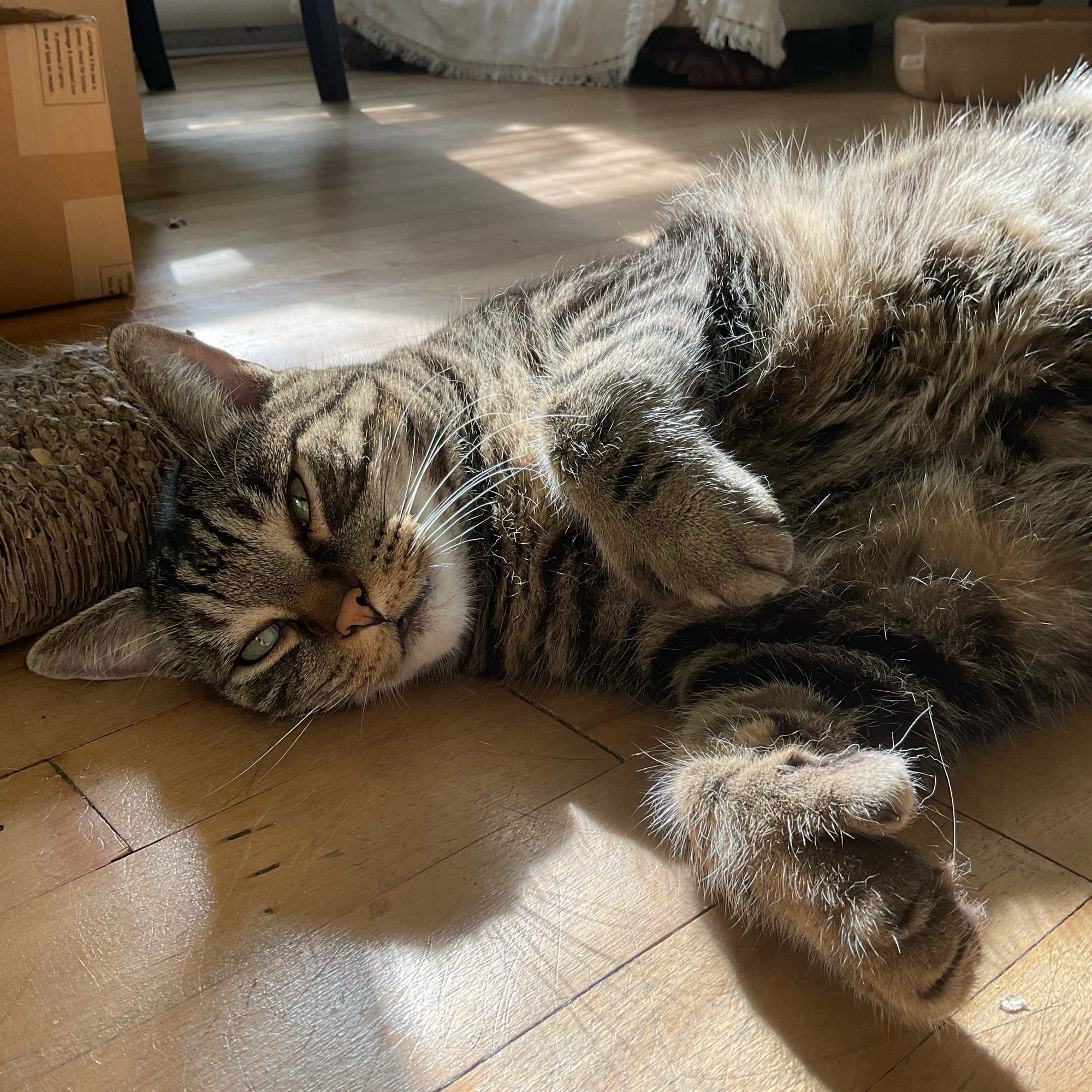 A handsome tabby cat lying in a sun puddle on a hardwood floor in a room strewn with scratch pads and cardboard boxes. He’s looking at the camera lazily with one fat polydactyl paw on his chest and another reaching toward the camera. 
#CatsOfBluesky 