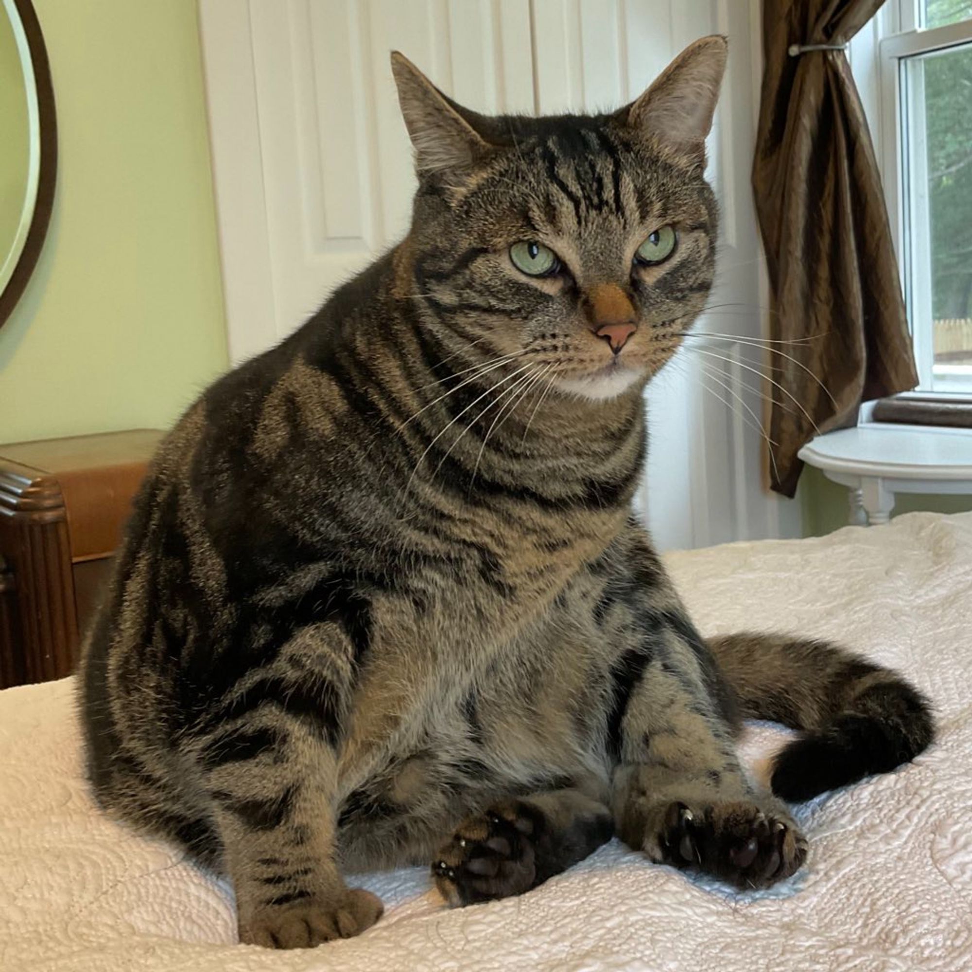 A closeup of an impatient looking tabby cat. He's sitting on a bed facing the camera, his pupils high as if he's rolling his eyes.