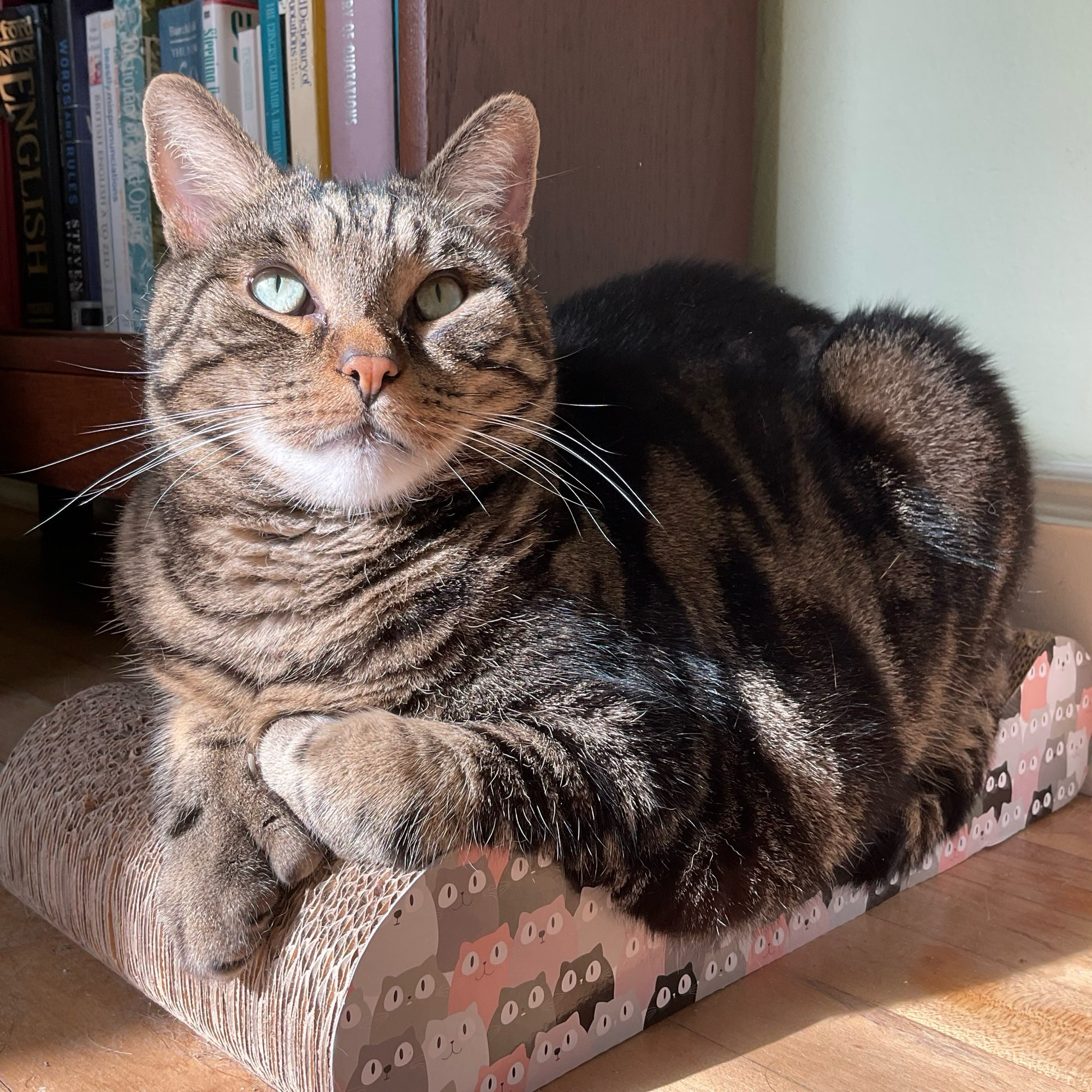 A handsome tabby cat lying on a scratcher with the sun on his face. He’s relaxed and happy. #CatsOfBluesky