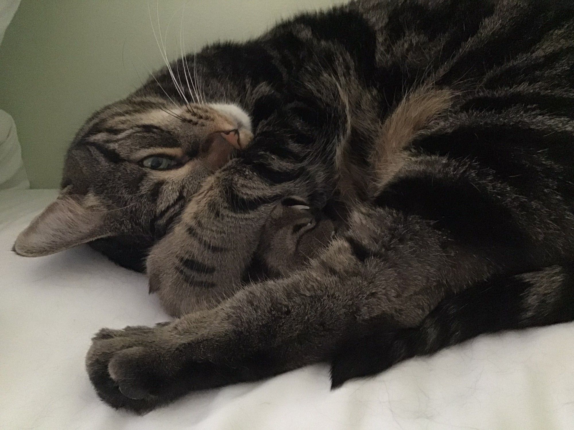 A sleepy tabby cat curled up on white bedding, he's got one eye covered by a paw. #CatsOfBluesky