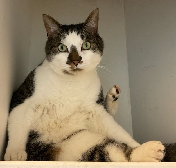 A cat, Frankie, sitting in the otherwise empty top shelf of a small linen closet. He’s mostly white with tabby stripes on his back and forehead and a Christmas tree shaped splotch on his nose. He’s facing the camera and has one hind leg raised, showing off his mixed black and pink toe beans. He looks very soft and fluffy for a short haired cat. 
#CatsOfBluesky 