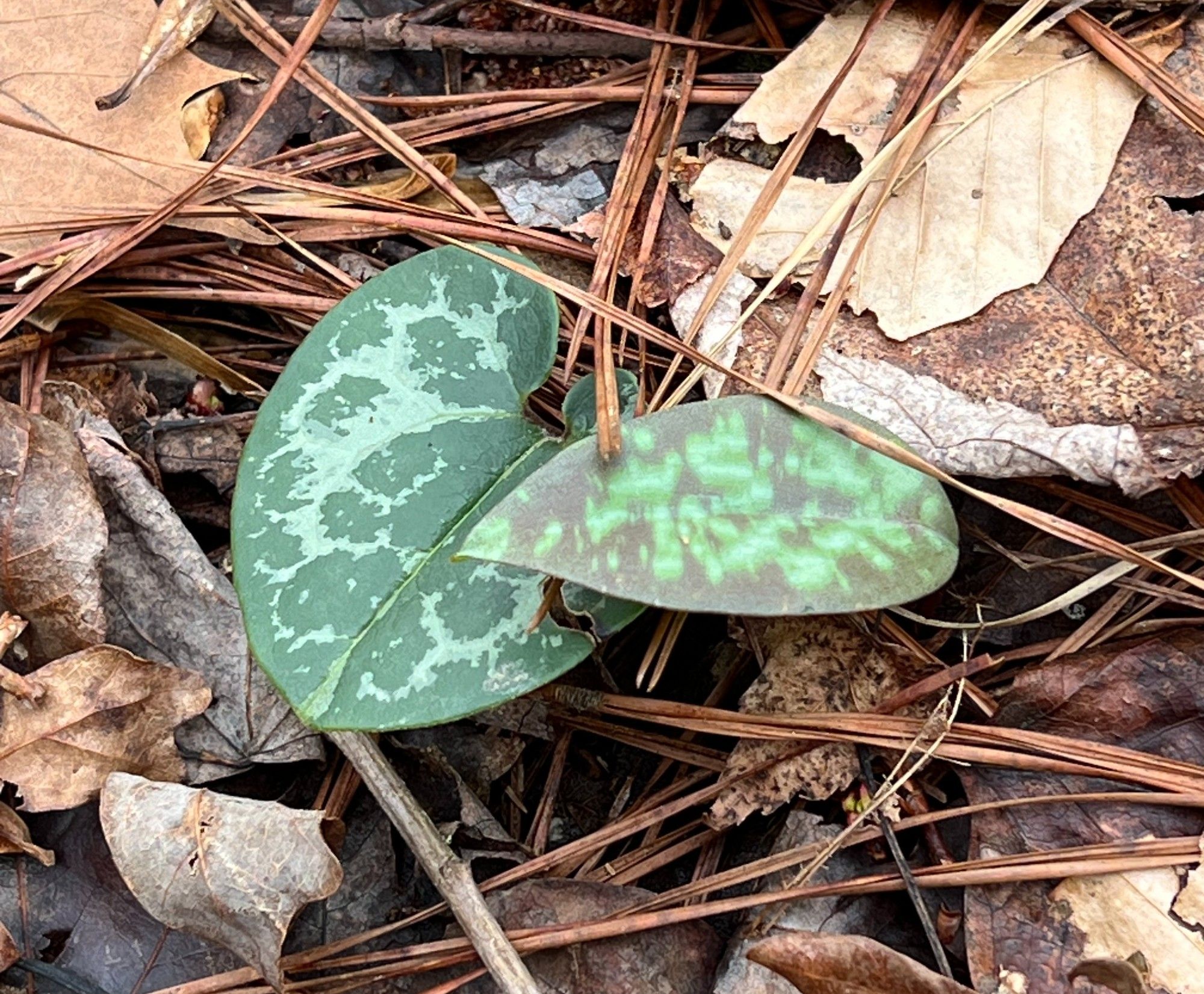 Two leaves on the forest floor with patterns of lighter and darker tones. On the left, wild ginger, on the right, trout lily.