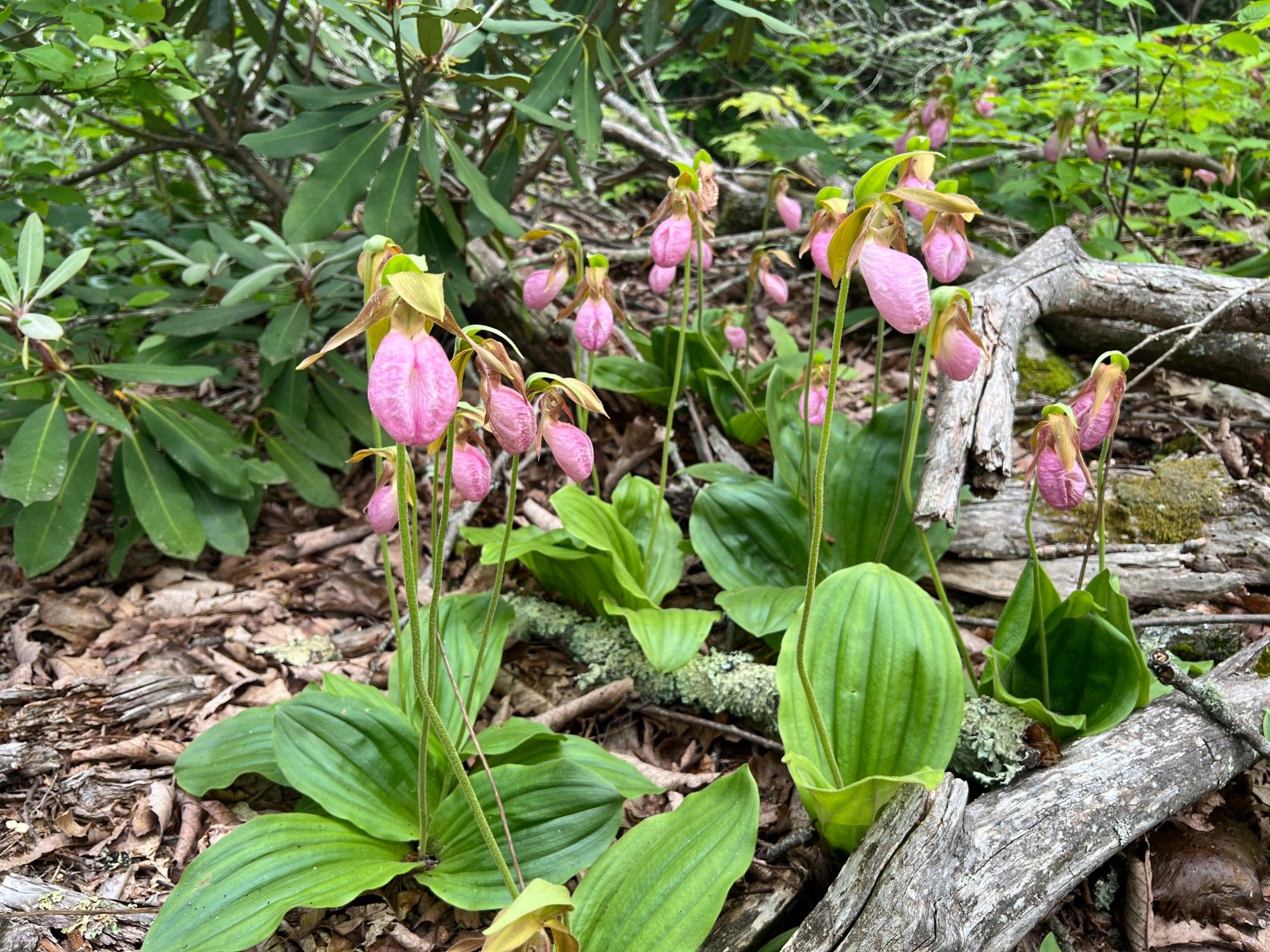 A group of orchids growing on the forest floor. Cypripedium acaule.