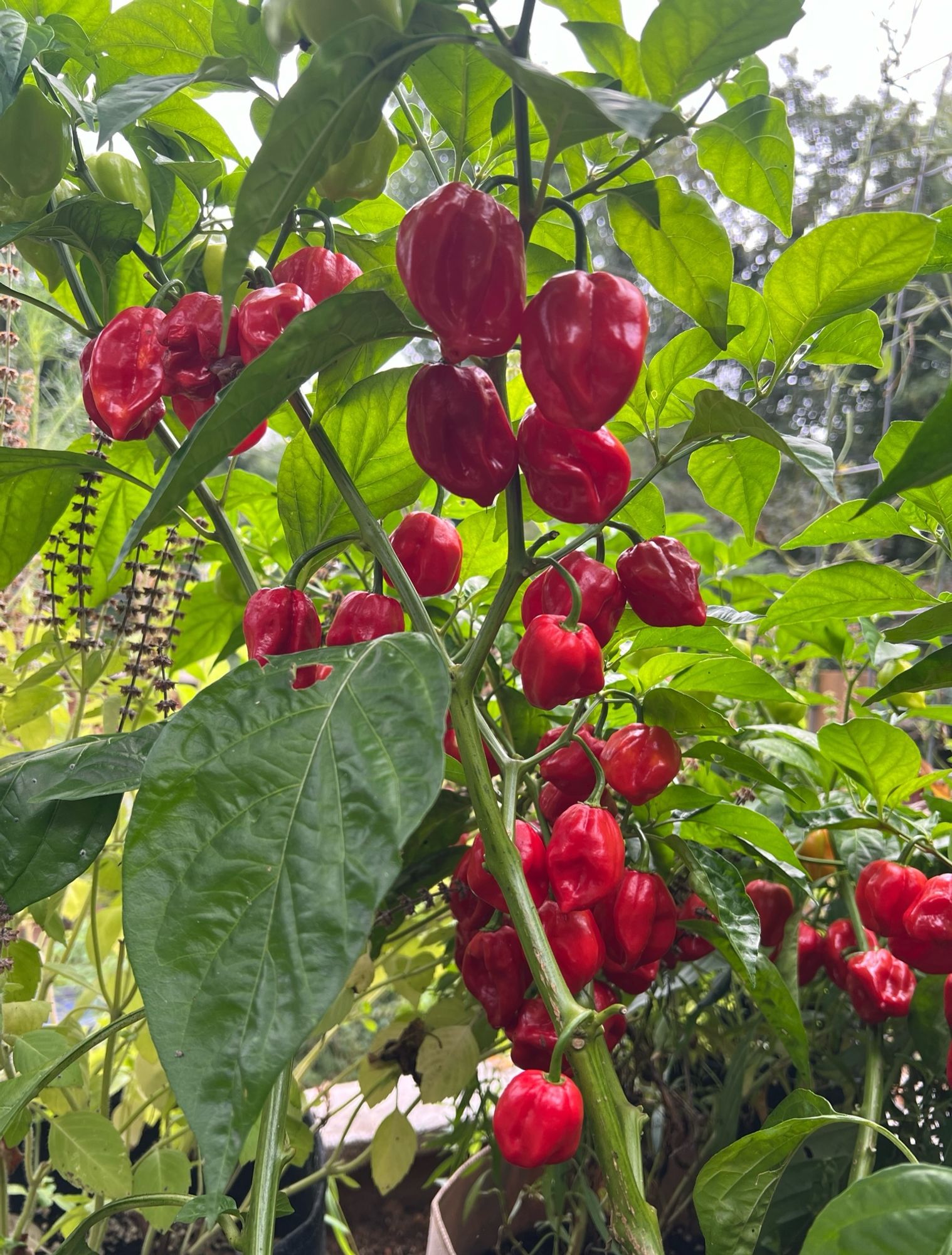 Lots of habanero peppers growing on a plant.