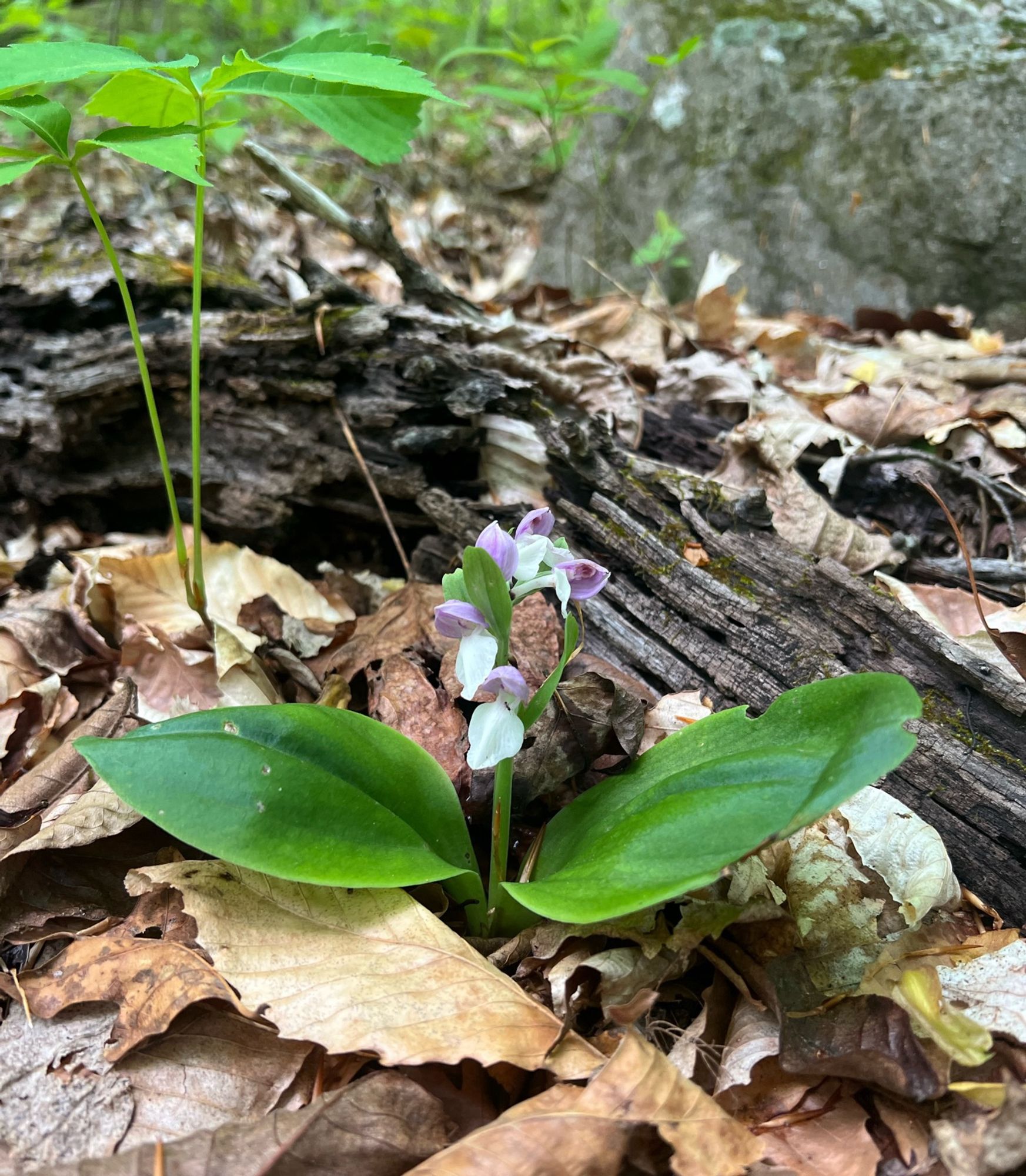 An orchid growing in the forest.