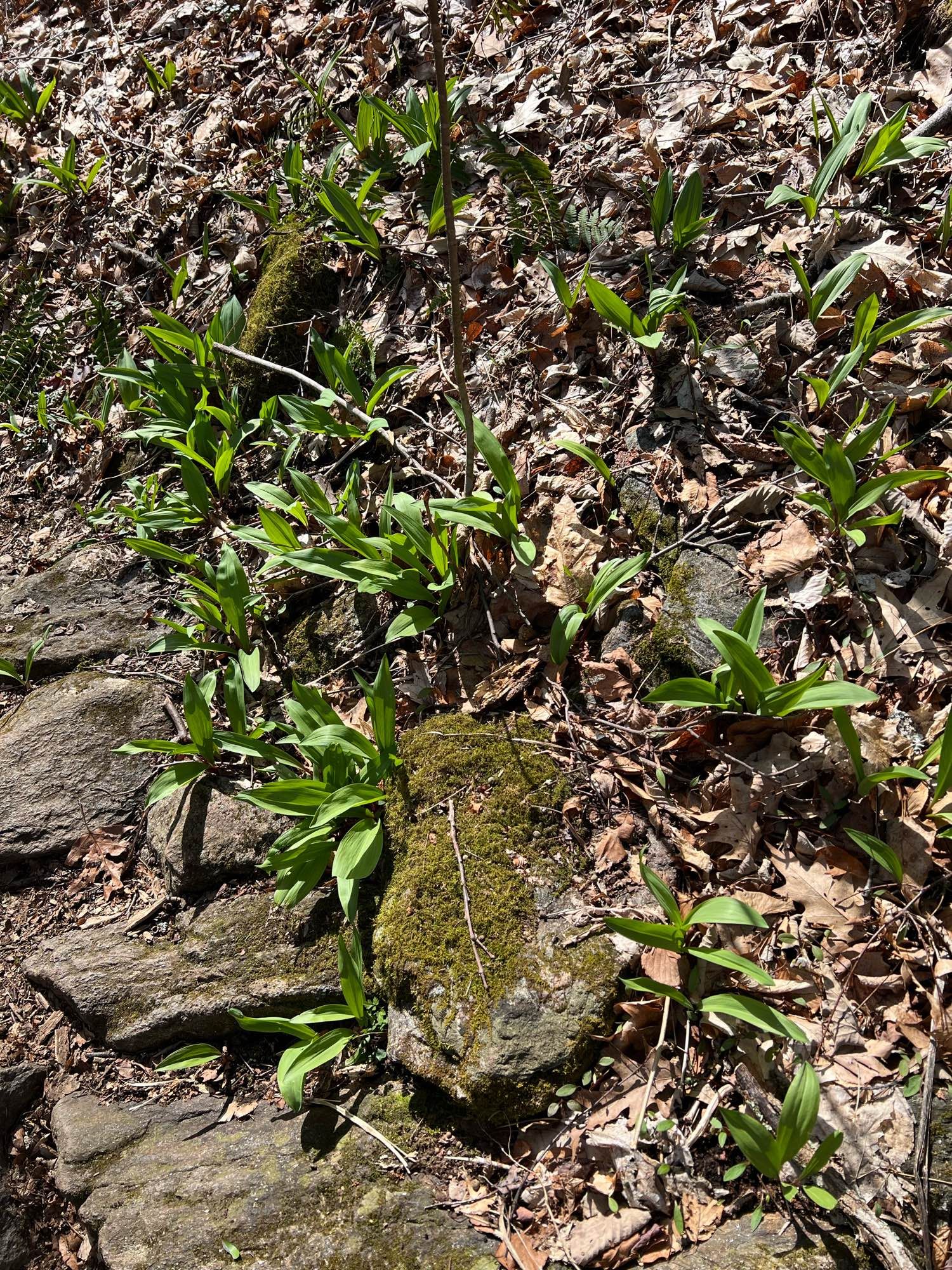 Ramps (Allium tricoccum) growing in rocks.