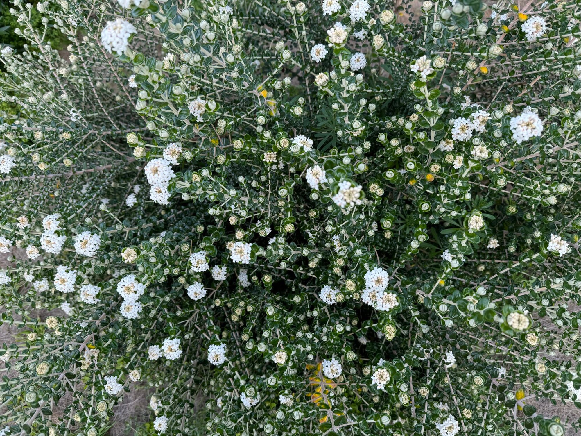 Colour photograph looking down on a flowering shrub. The white flowers are clustered at the ends of branches like little starbursts.