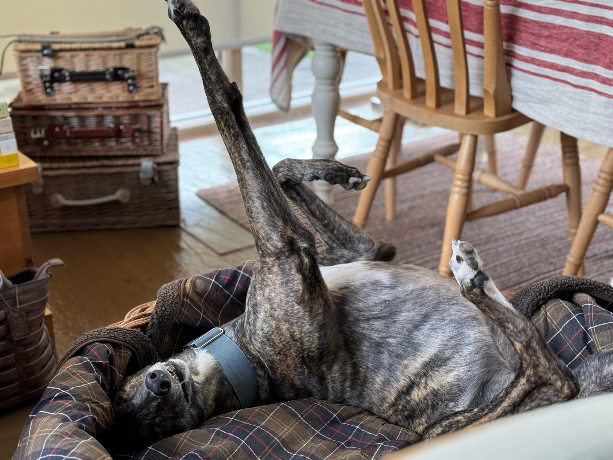 Greyhound roaching