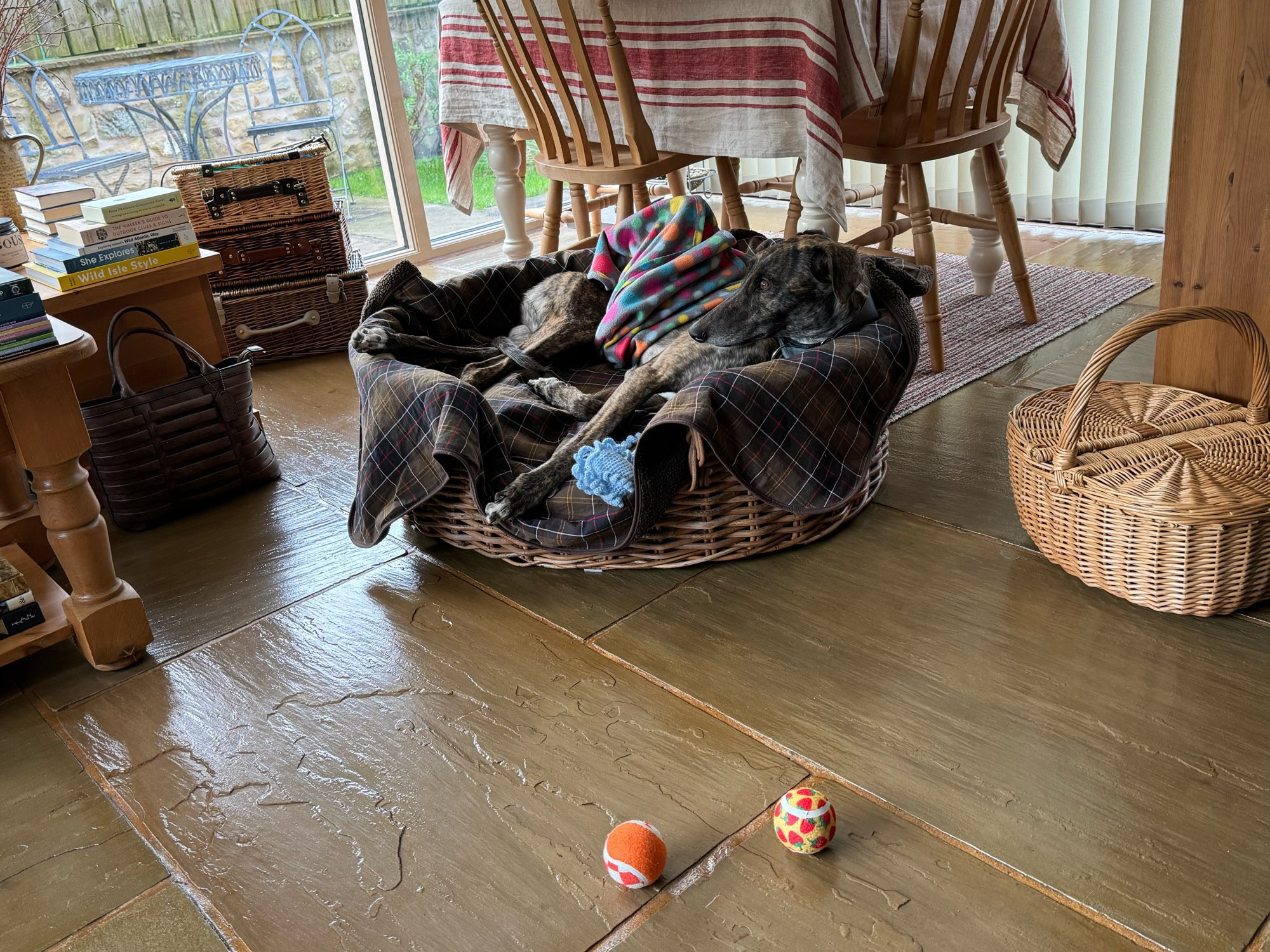 Greyhound in a wicker basket, chilling with her PJs half on!