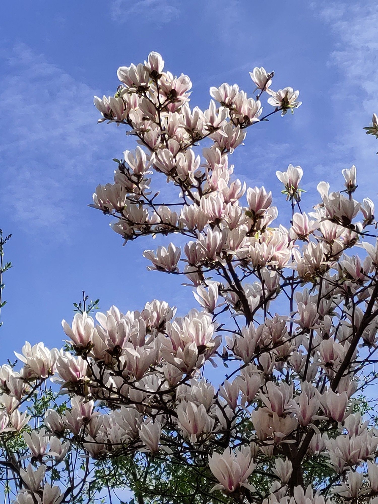 Ein blühender Magnolienbaum