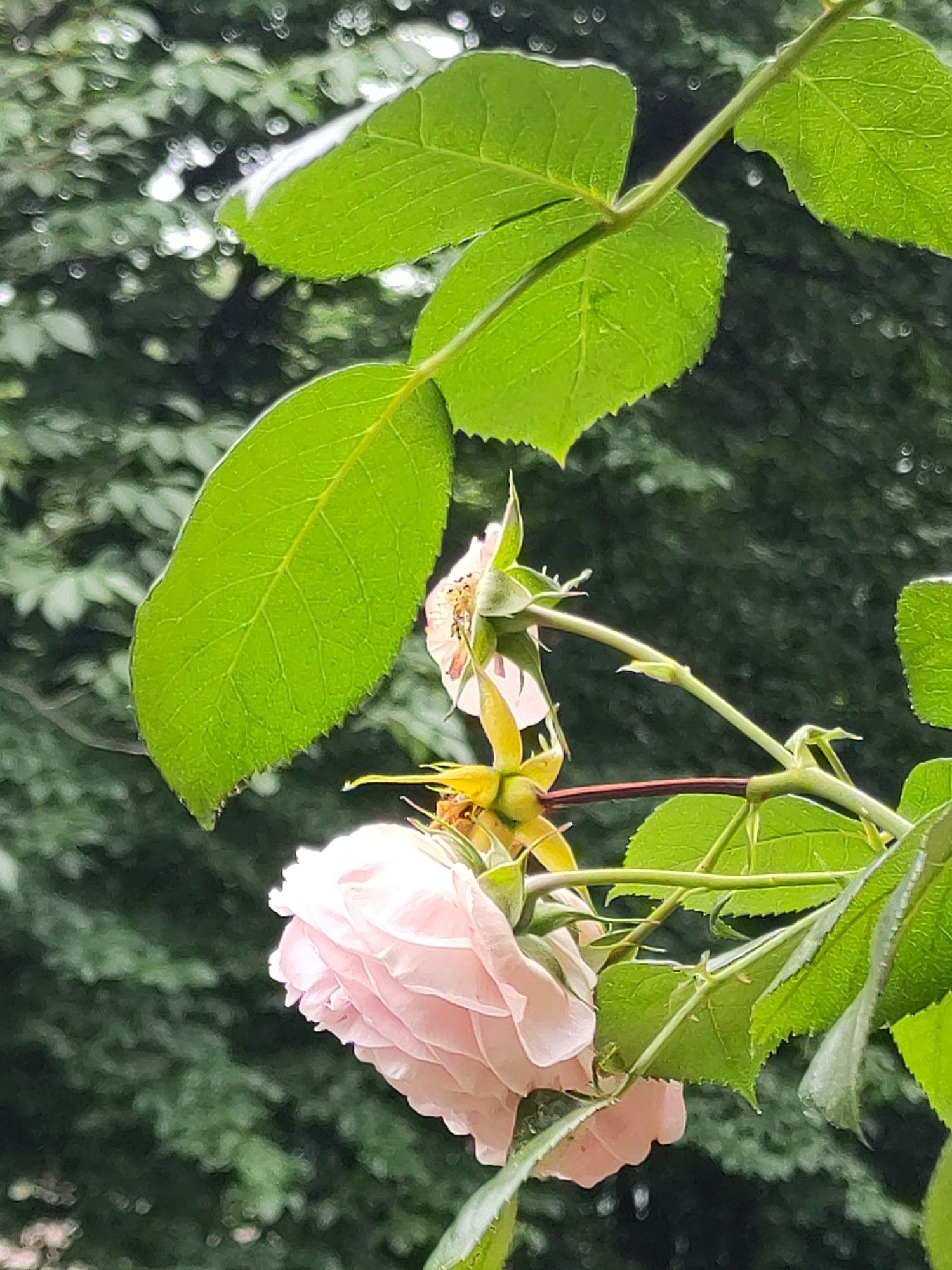 Verblühte und erblühte Rosen