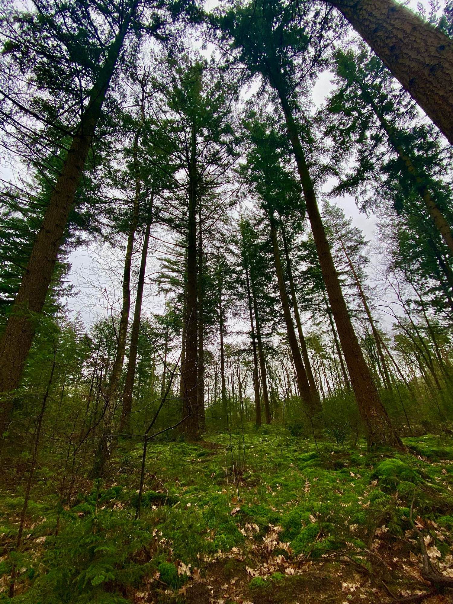 Forest photo of mossy ground, tall trees, and a clouded sky