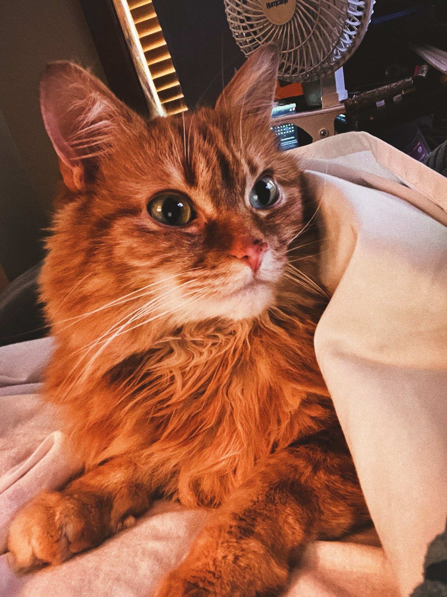 my orange cat Simon was laying on my chest. His head is poking out from under the blankets. He’s looking off to the side as he’s planning his escape route after taking his nap.
