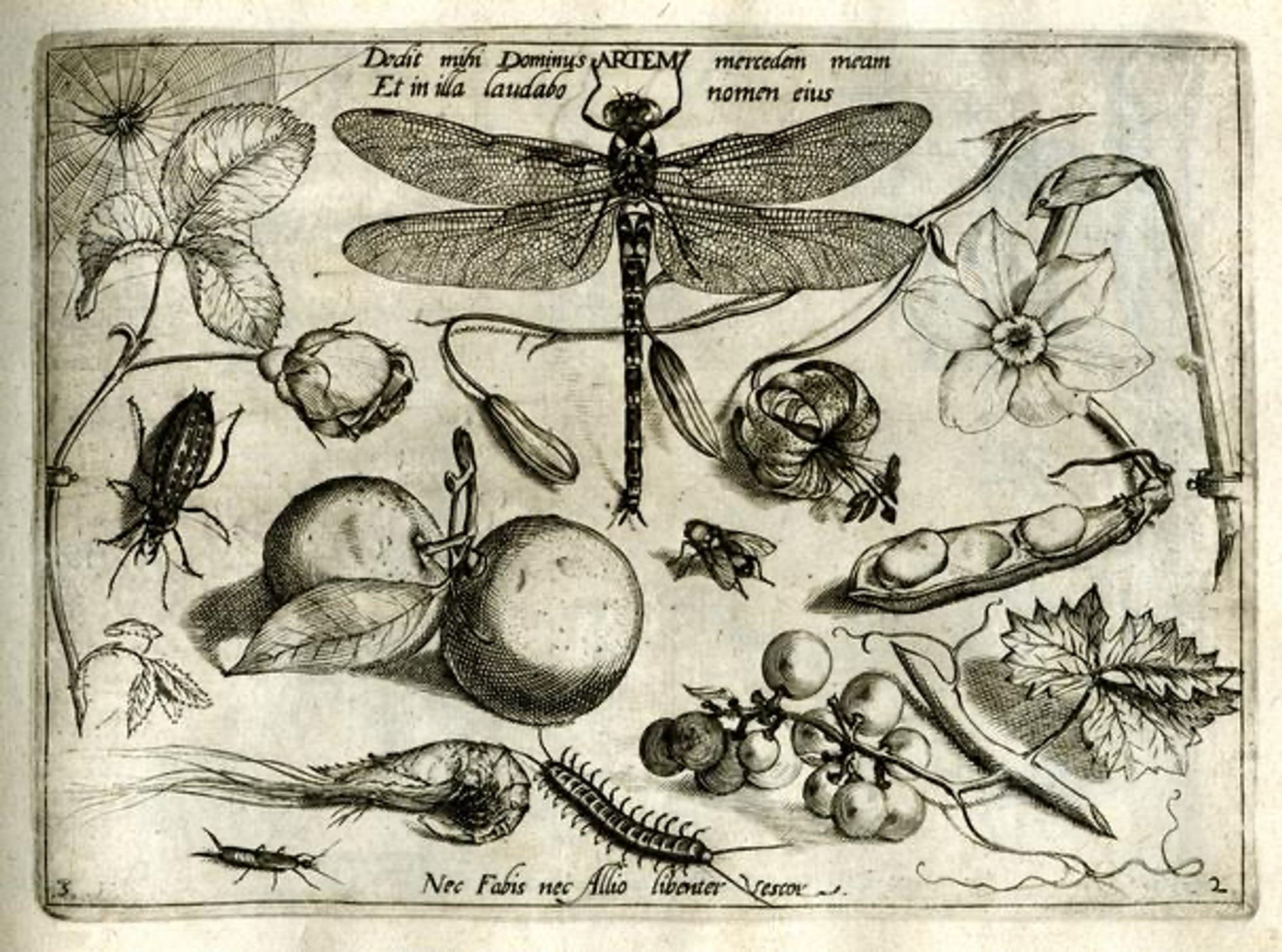 Image from the British Library, drawing of a dragonfly with assorted fruit