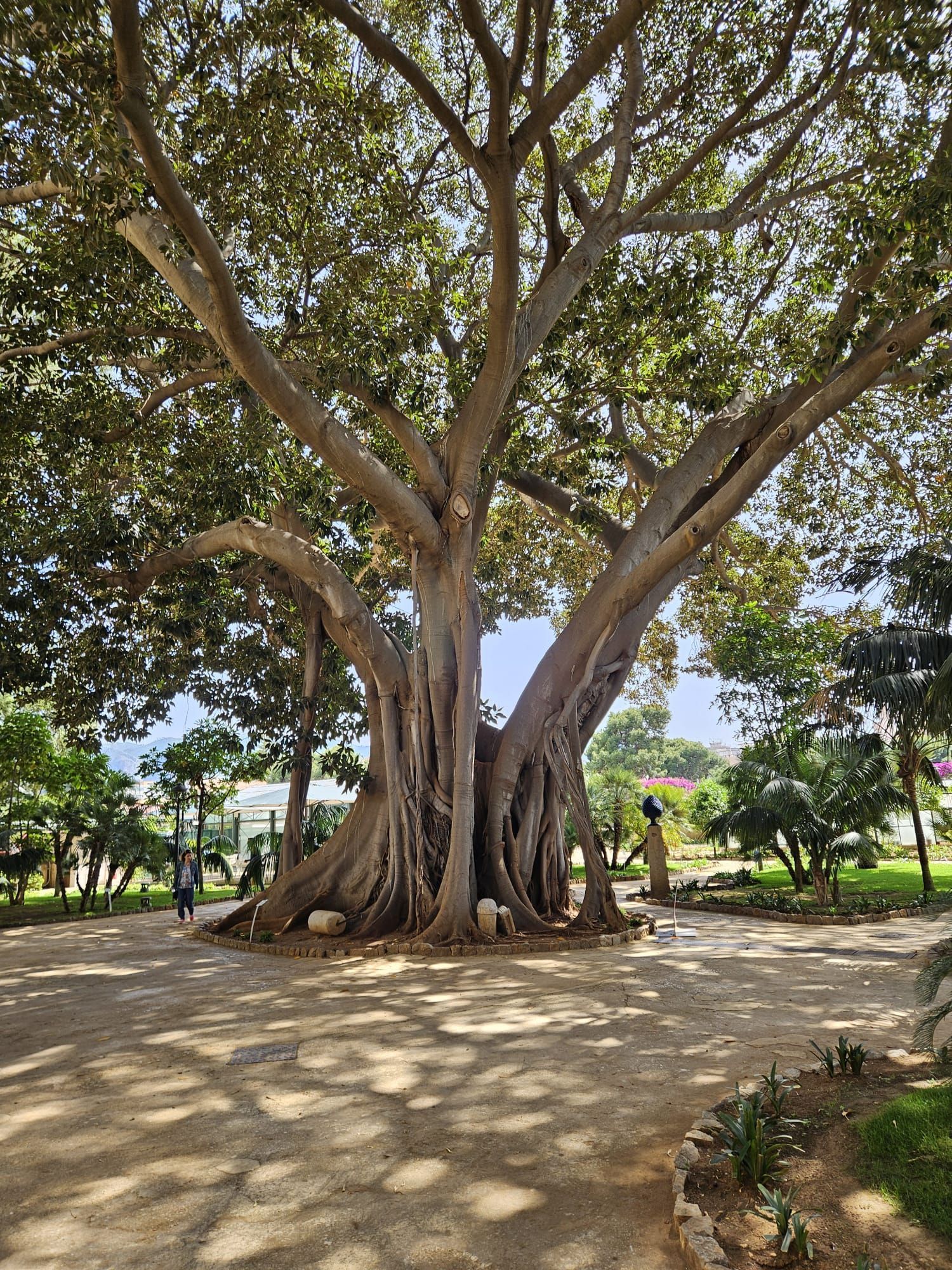 ficus centenaire de Palerme