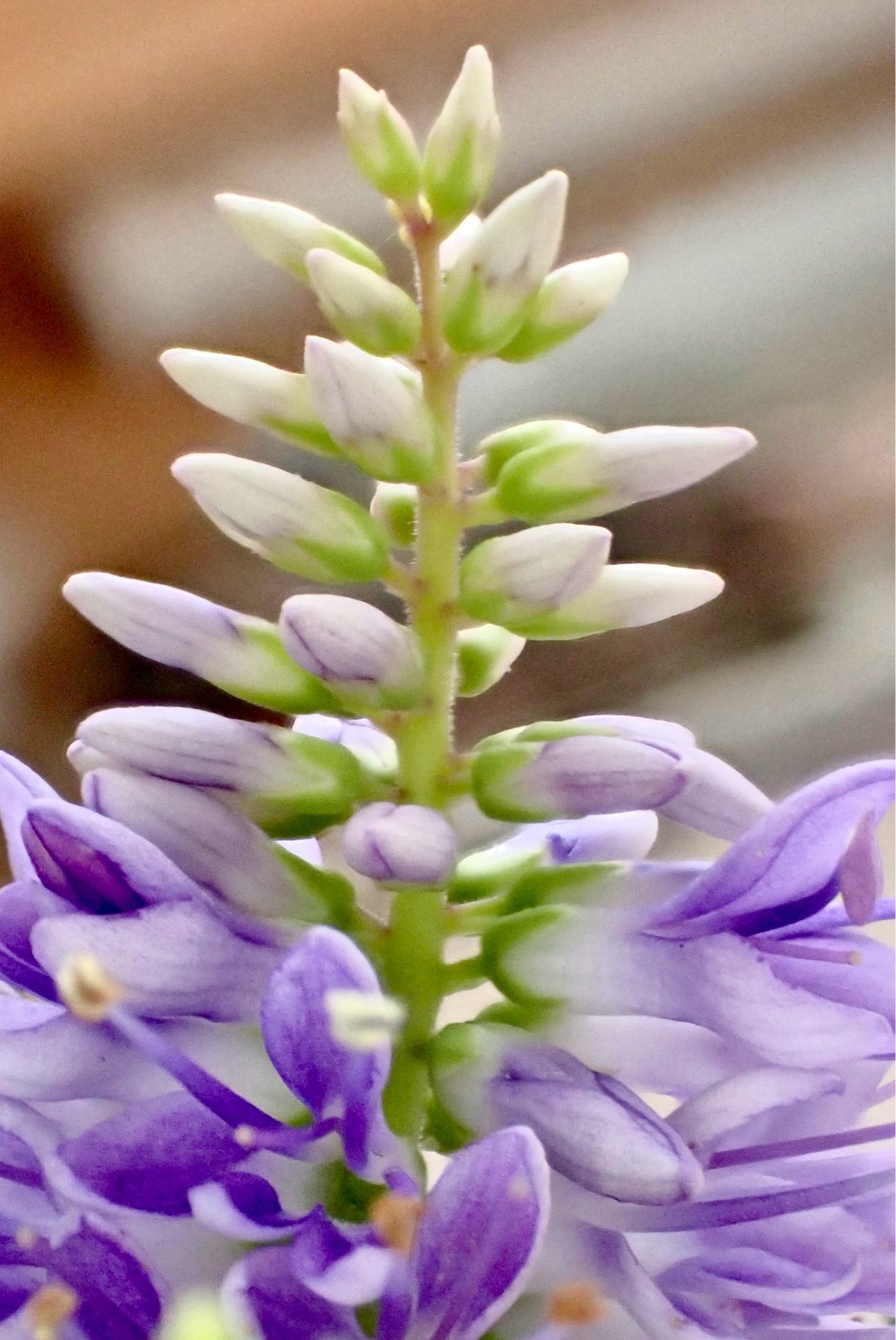 A spike of Hebe flower with deep purple flowers at the base and unopened buds of pale cream and green at the top of the spike.