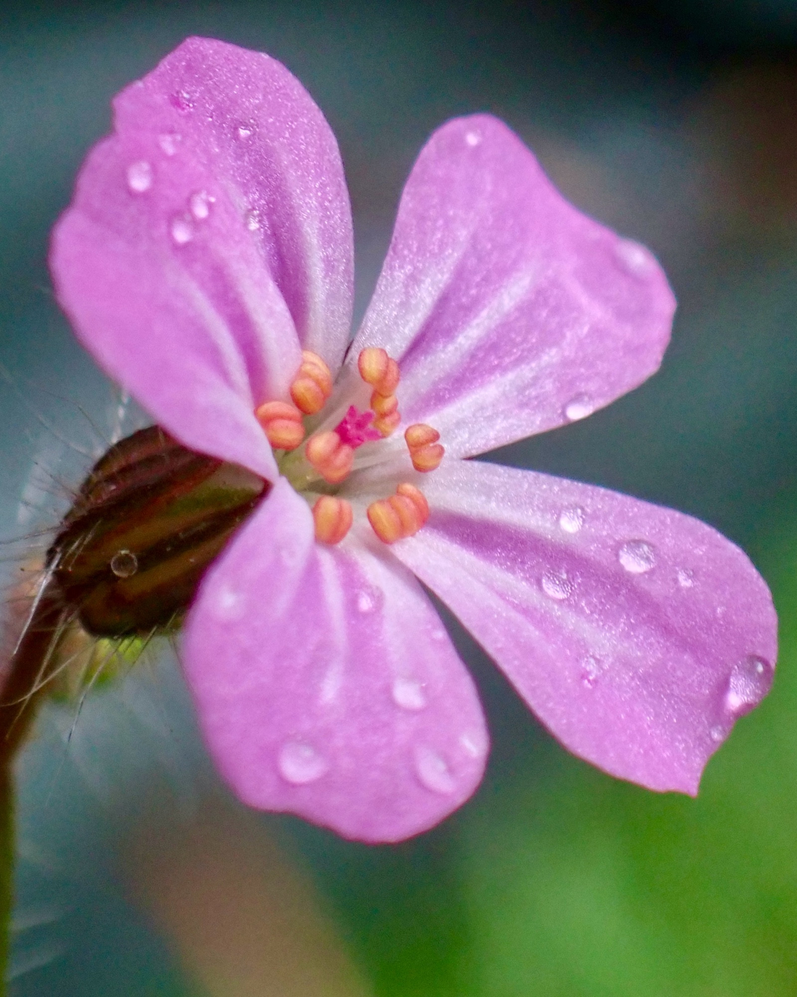 A small pink Herb Robert flower with raindrops on its petals, surrounded by green foliage. 